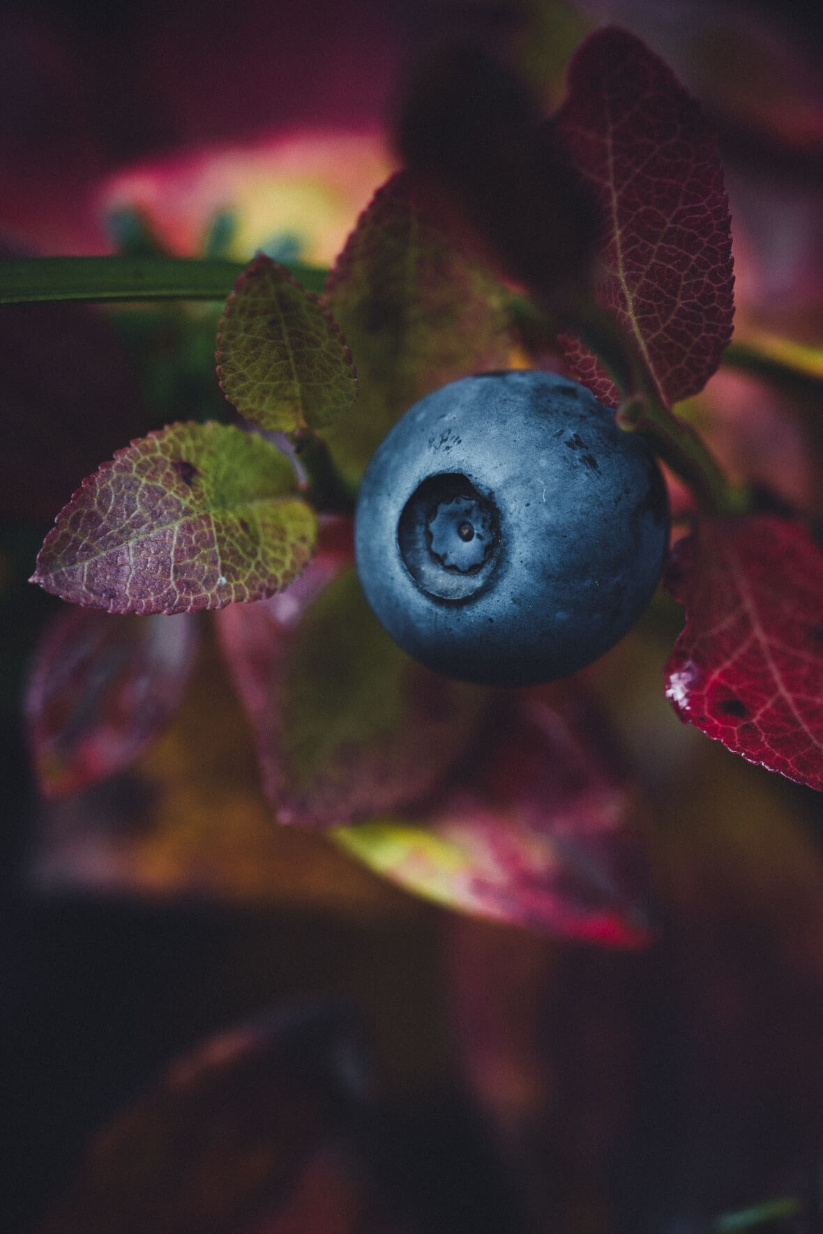 Blueberry and Red Foliage in Autumn