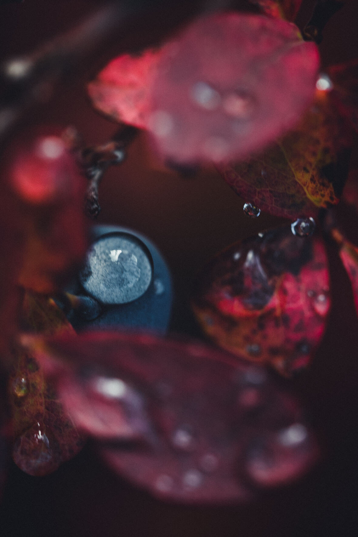 Blueberry with water drop and red foliage