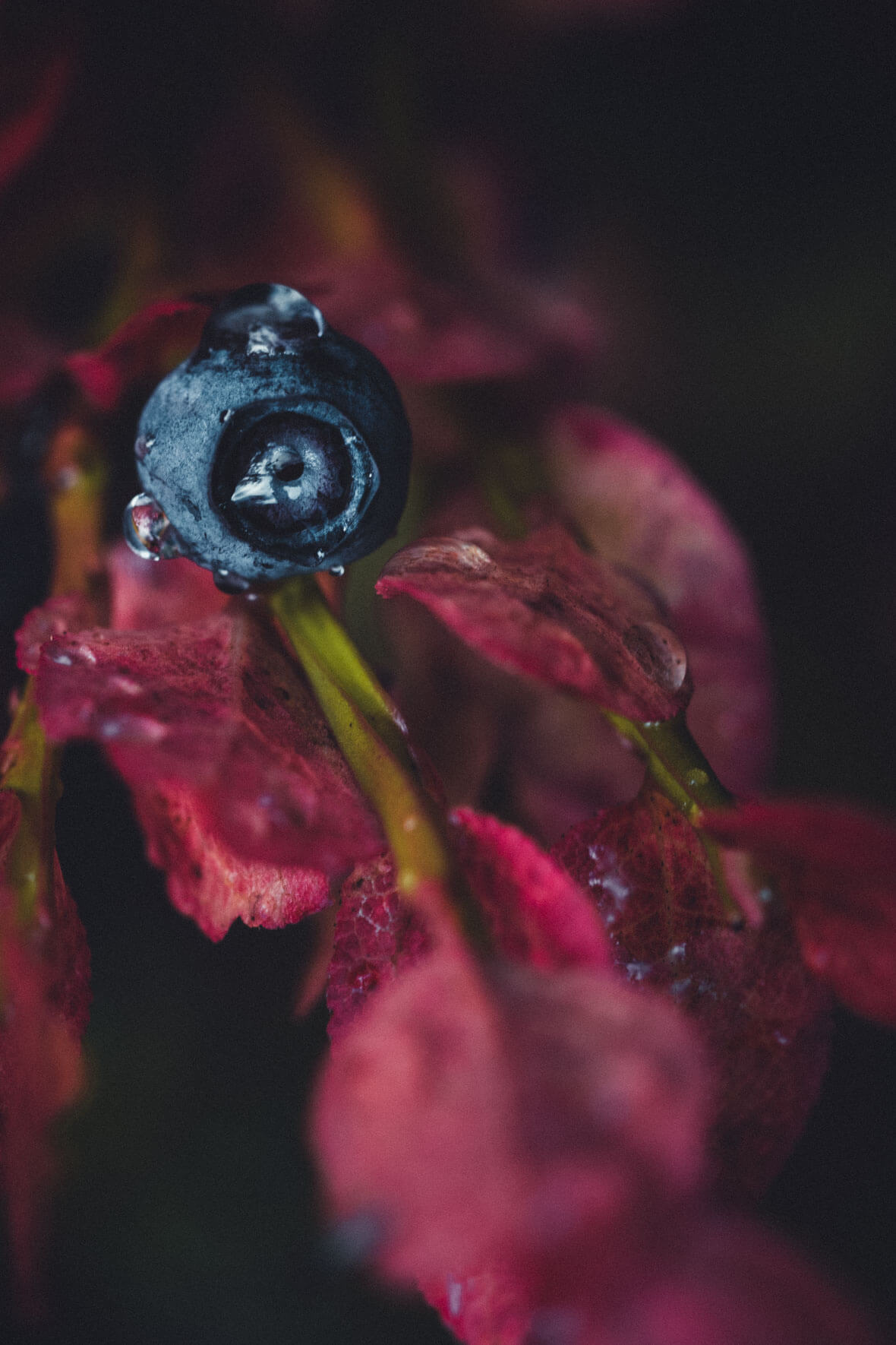 Blueberry with water drop and red foliage