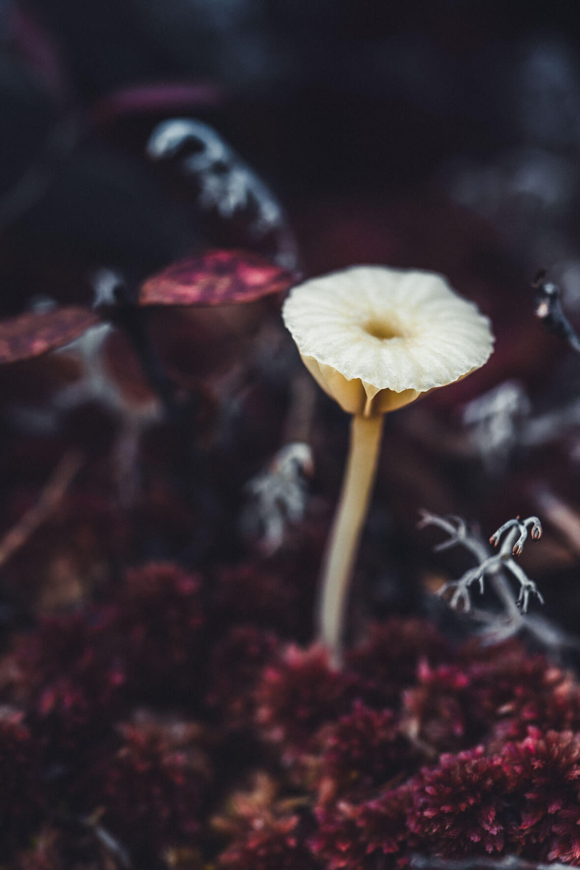 Autumn vegetation of Norway