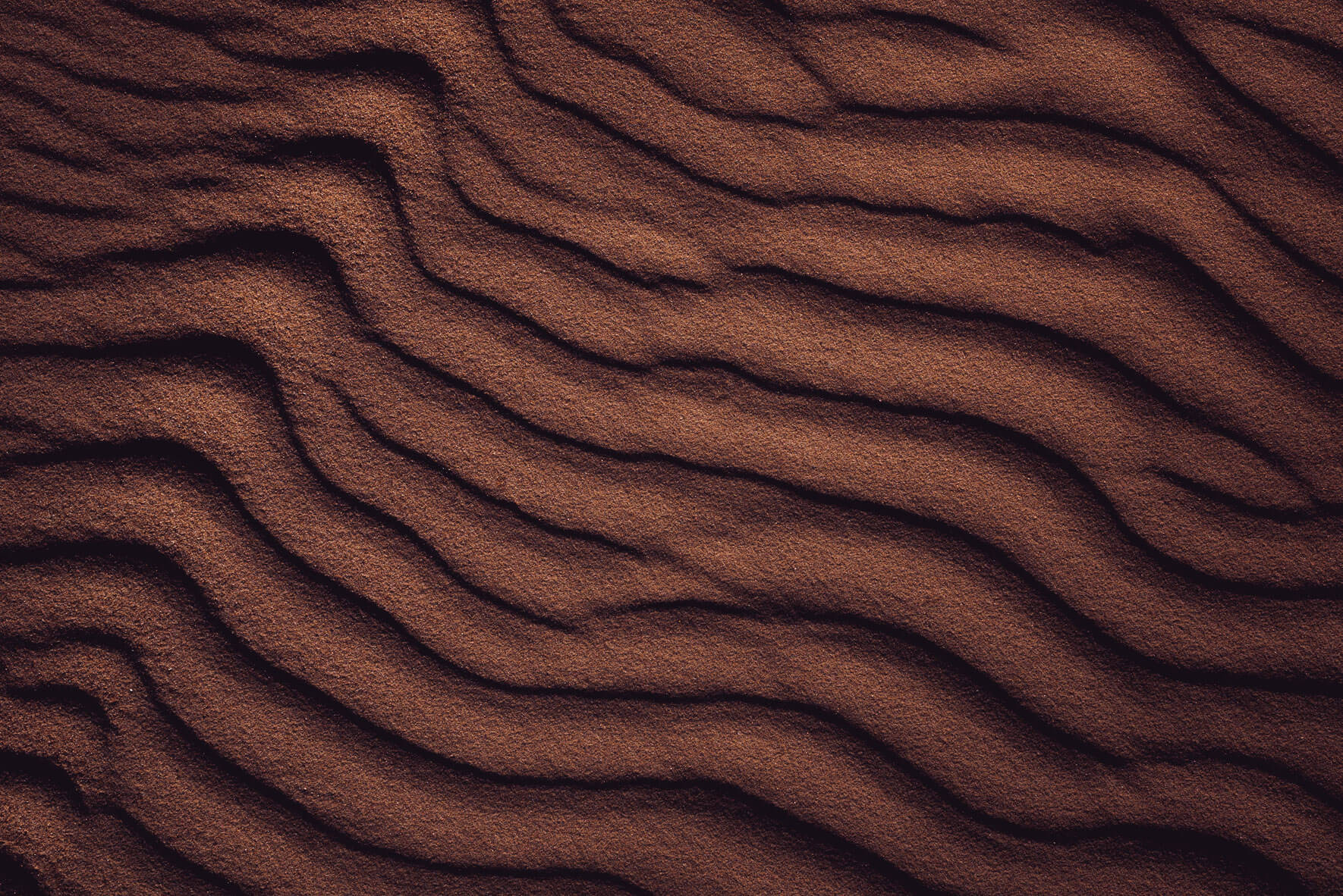 Details of a sand dune in Denmark