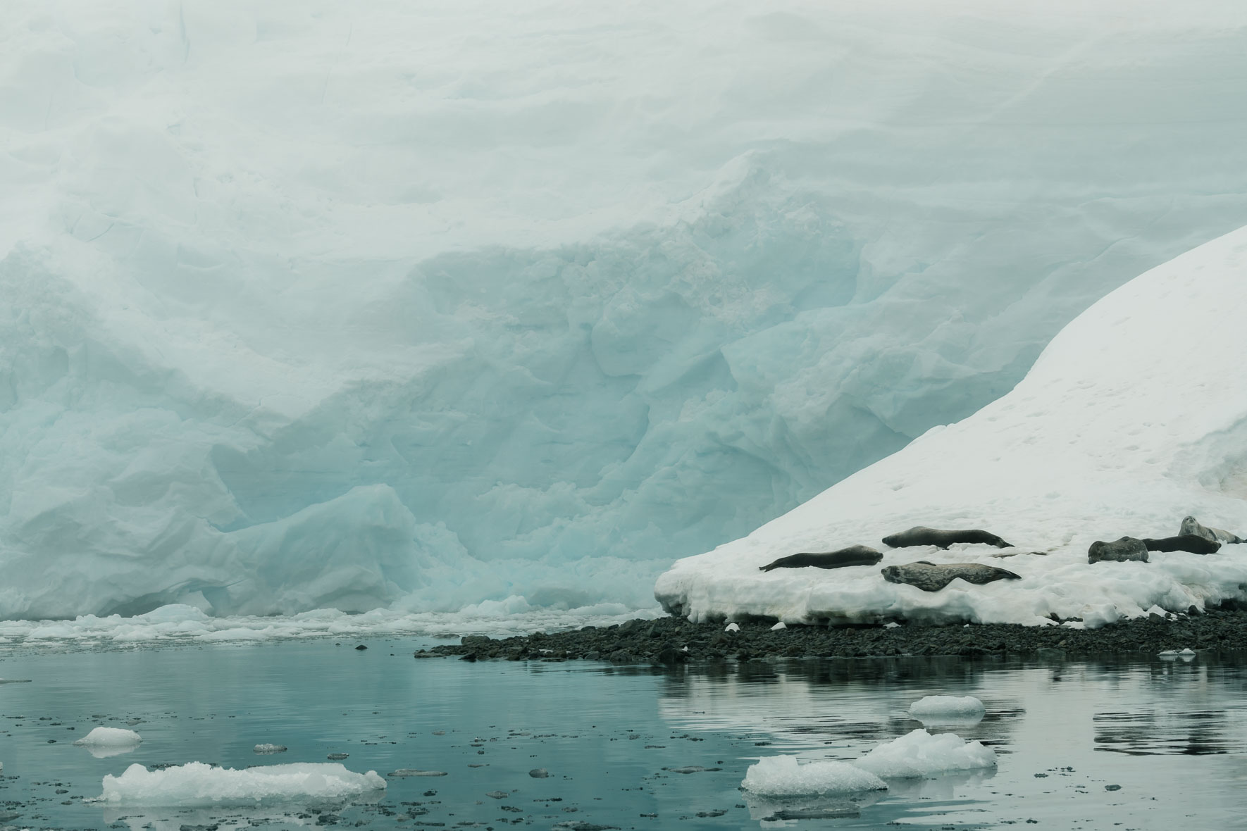 Seals in foggy weather in Antarctica with glacier ice