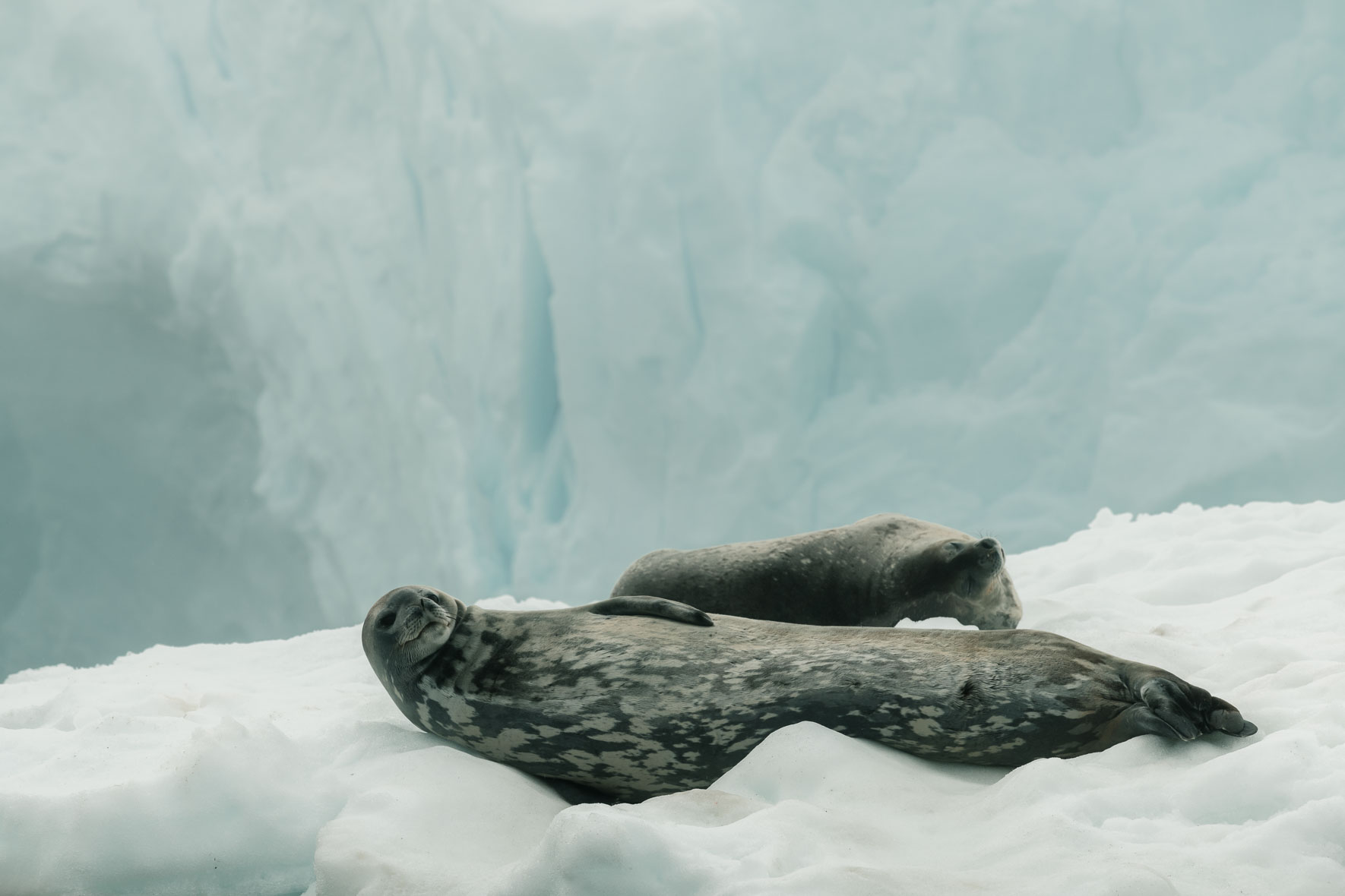 Seals on iceberg in Antarctica