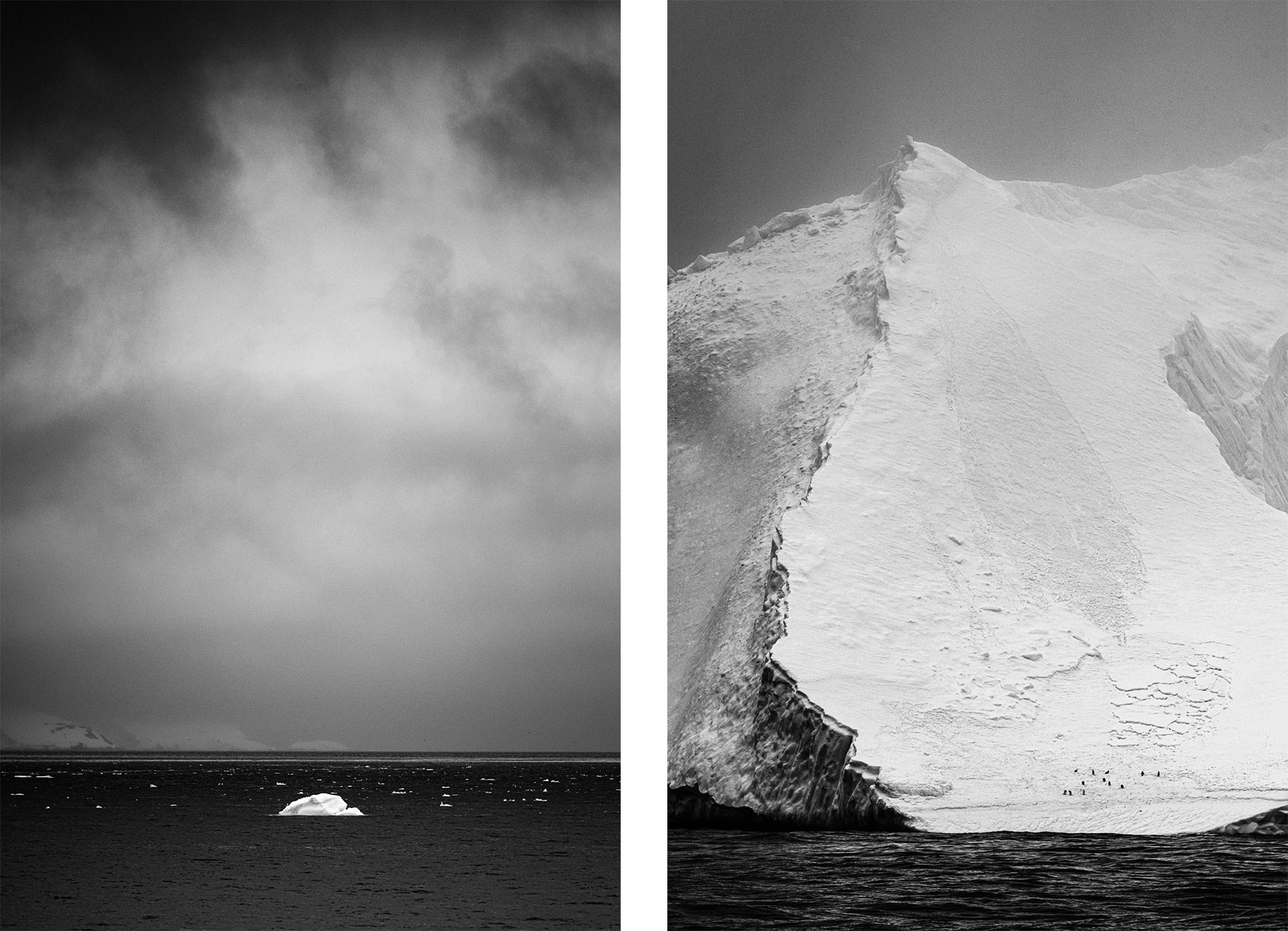 Penguin colony on iceberg in Antarctica