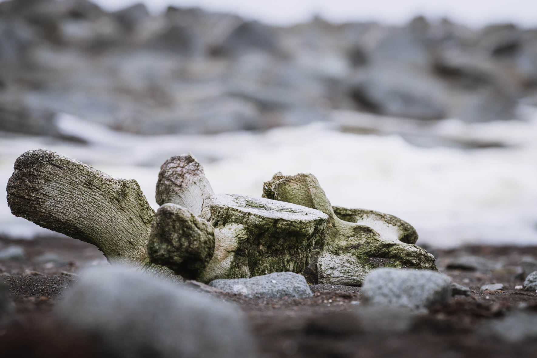 Old whale bones on Deception Island in Antarctica