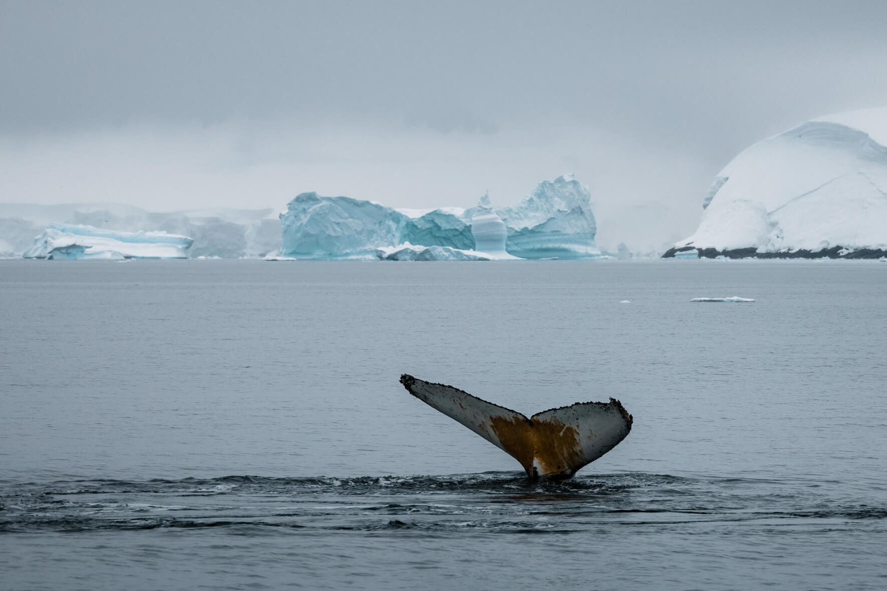 Tail of a humpback whale in Antarctica