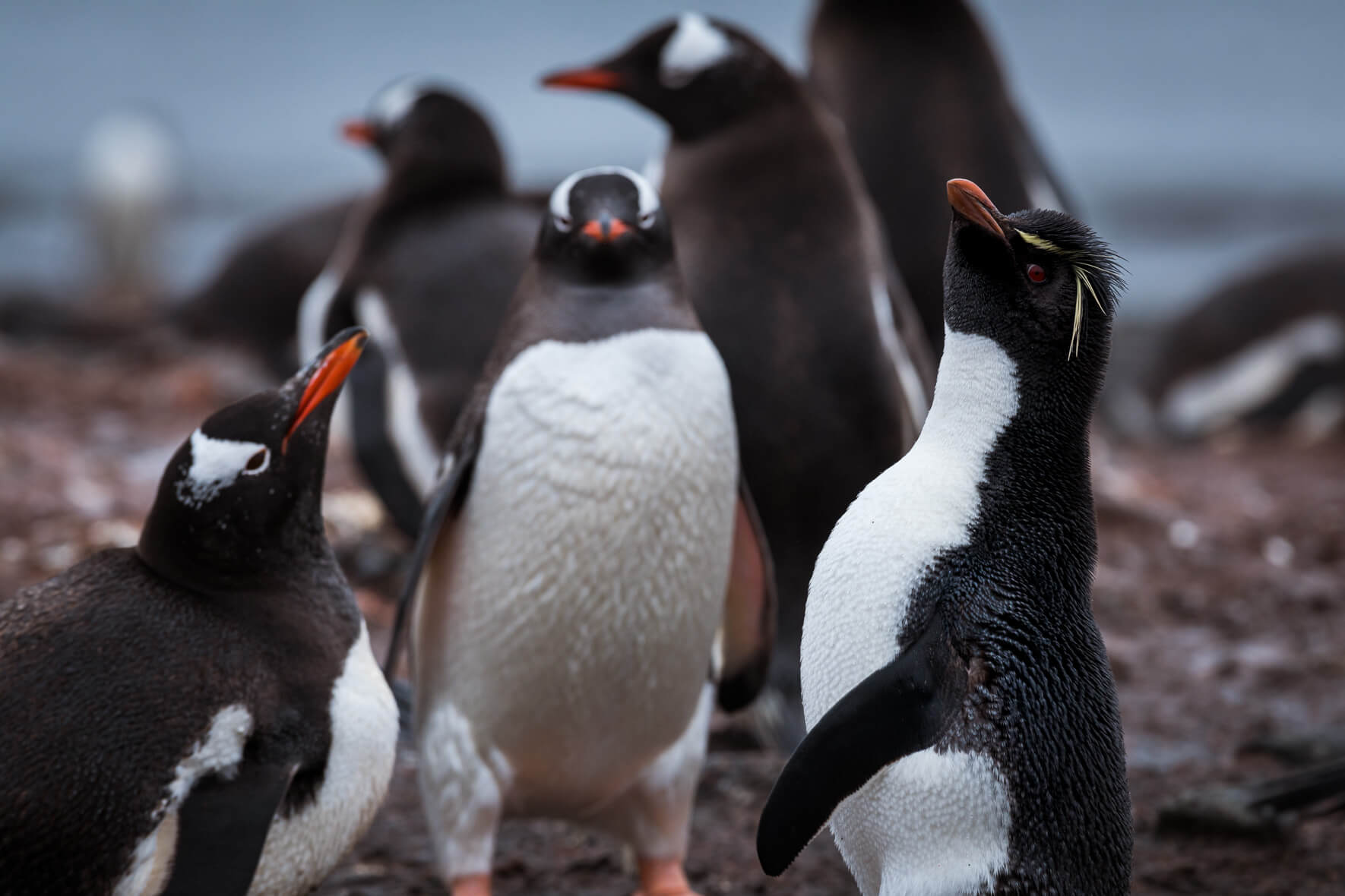 Gentoo penguins and a rockhopper penguin