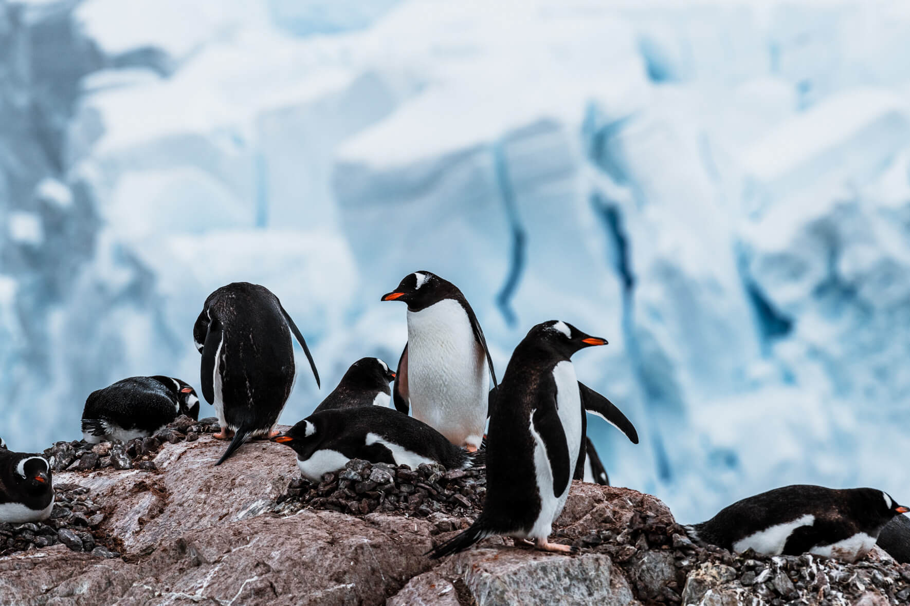 Gentoo penguins in Neko Harbor, Antarctica