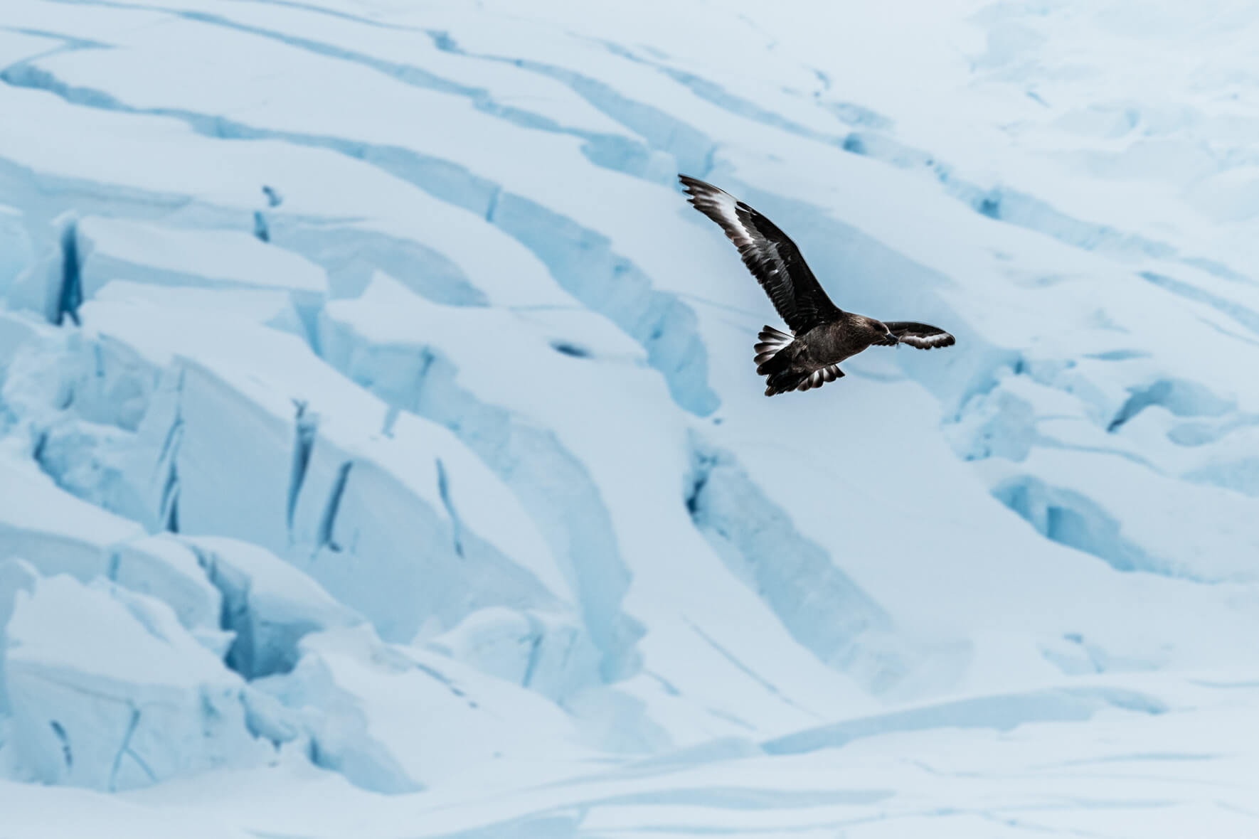 Skua over glacier landscape in Neko Harbor, Antarctica