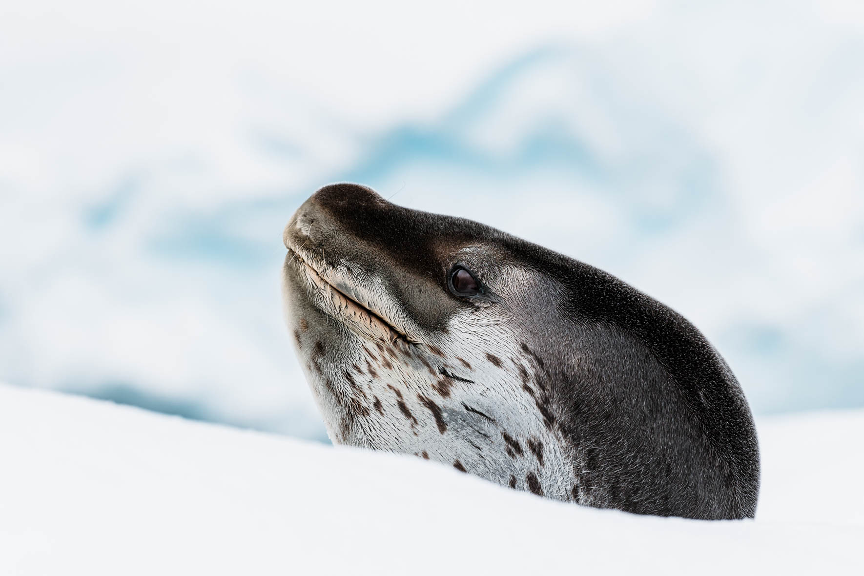 Portrait of Antarctic Leopard seal