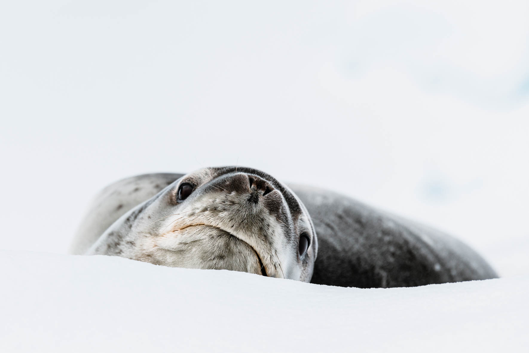 Leopard seal on iceberg in Antarctica - Wildlife Photography