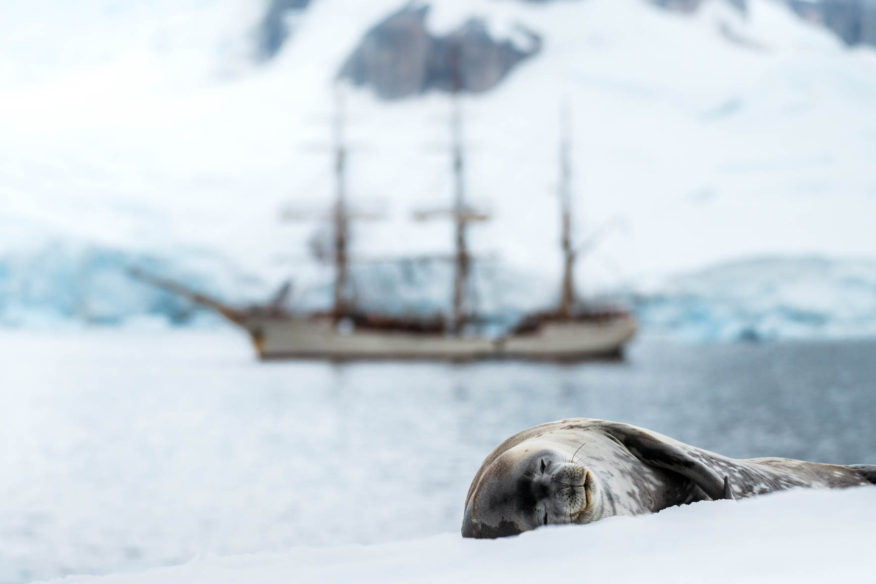 Weddell seal in Antarctica with Bark Europa in the Background