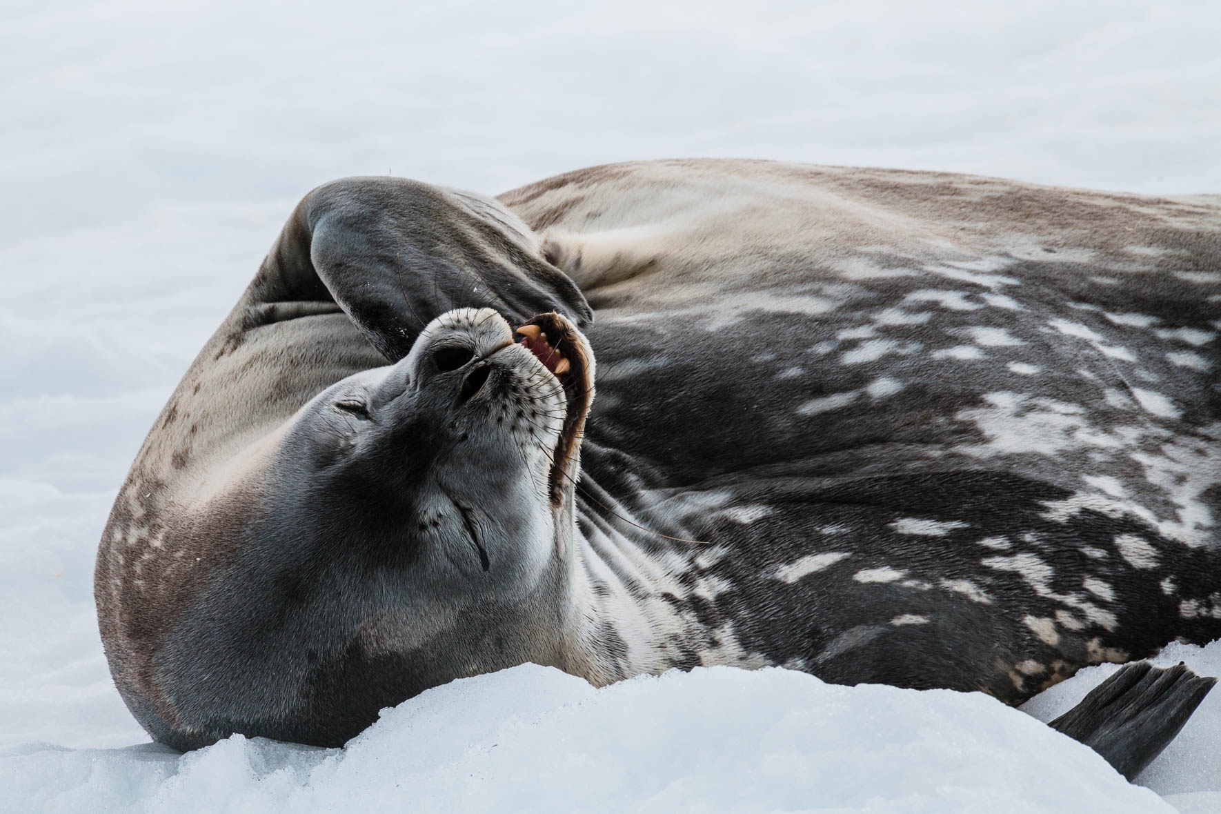 Tired weddell seal in Antarctica