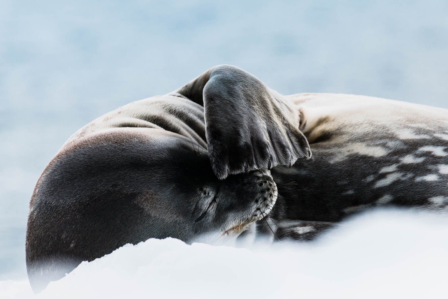 Wildlife Photography of Weddell seal in Antarctica