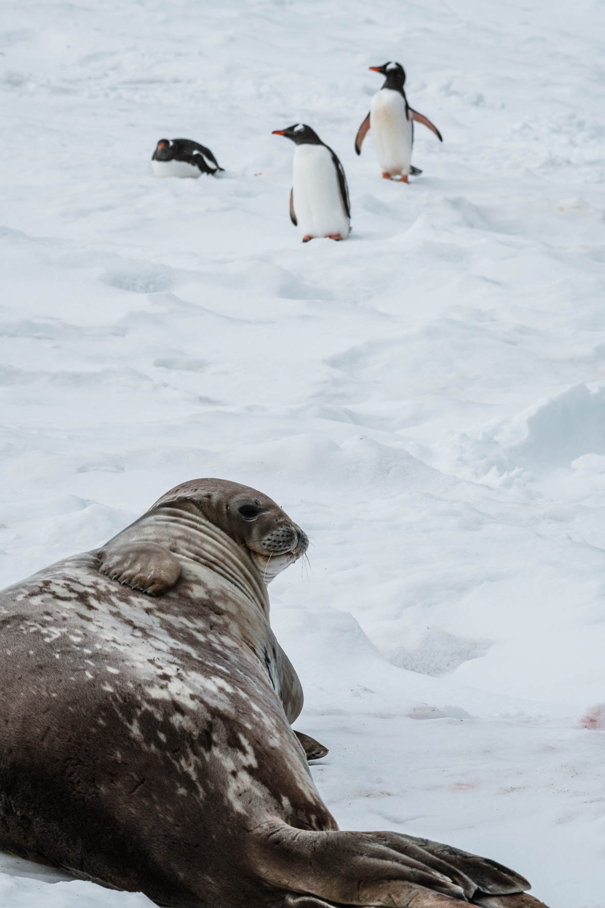 Seal and Group of Penguins in Antarctica