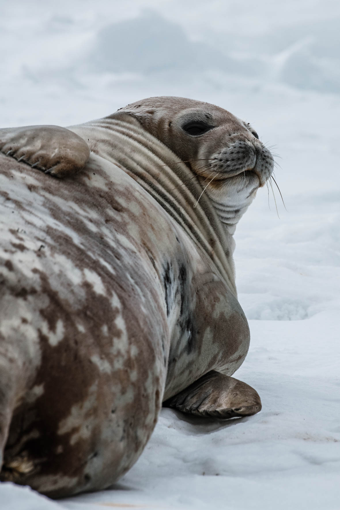 Weddell seal in Antarctica