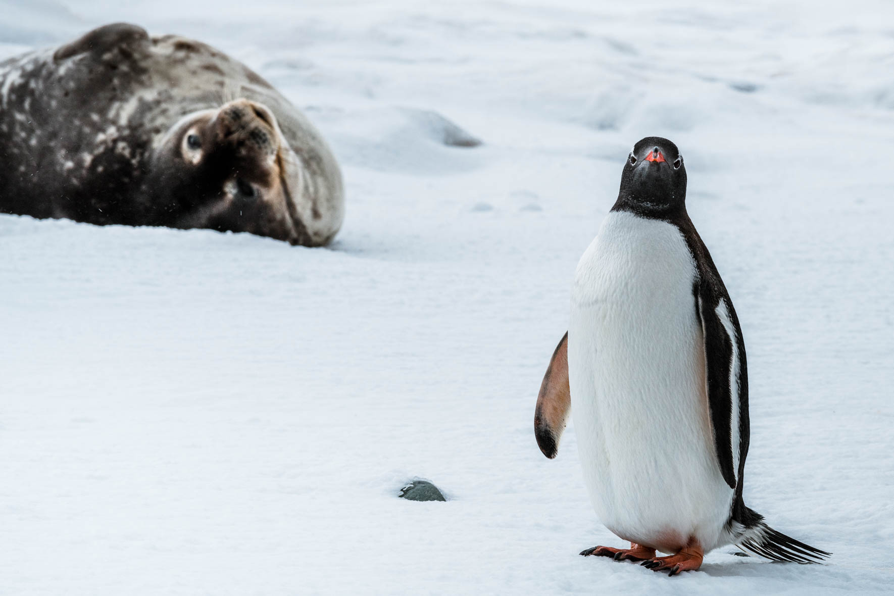 Weddell seal and Gentoo penguin in Antarctica