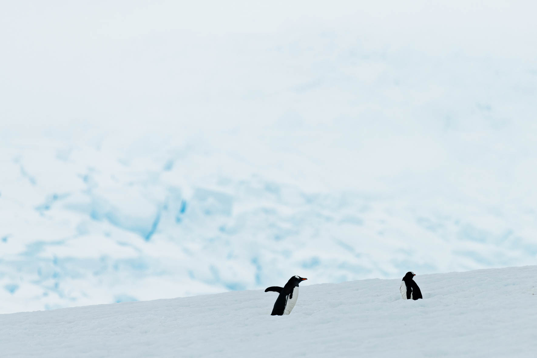 Gentoo penguins on the Antarctic Peninsula