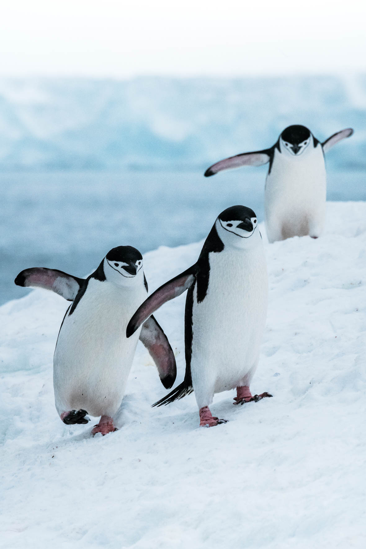 Dancing Trio of Chinstrap penguins in Antarctica