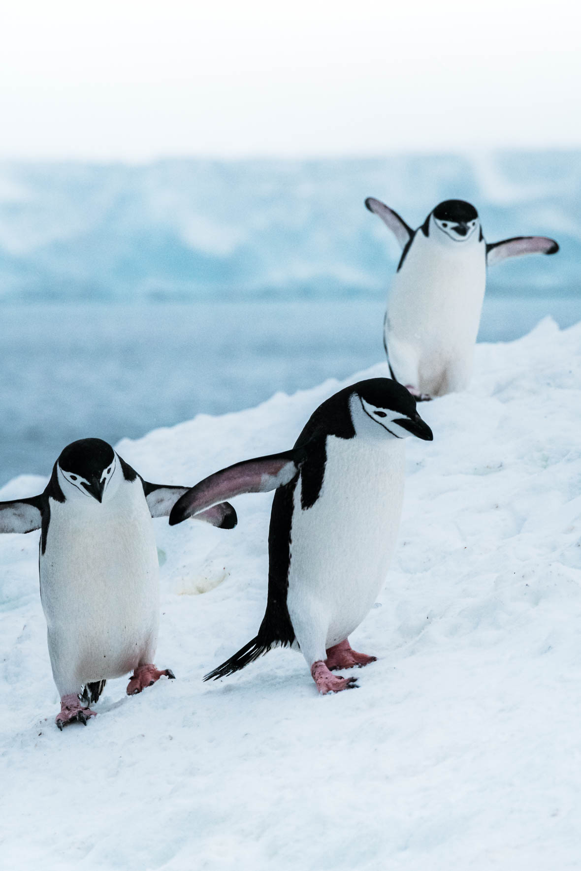 Trio of Chinstrap penguins in Antarctica