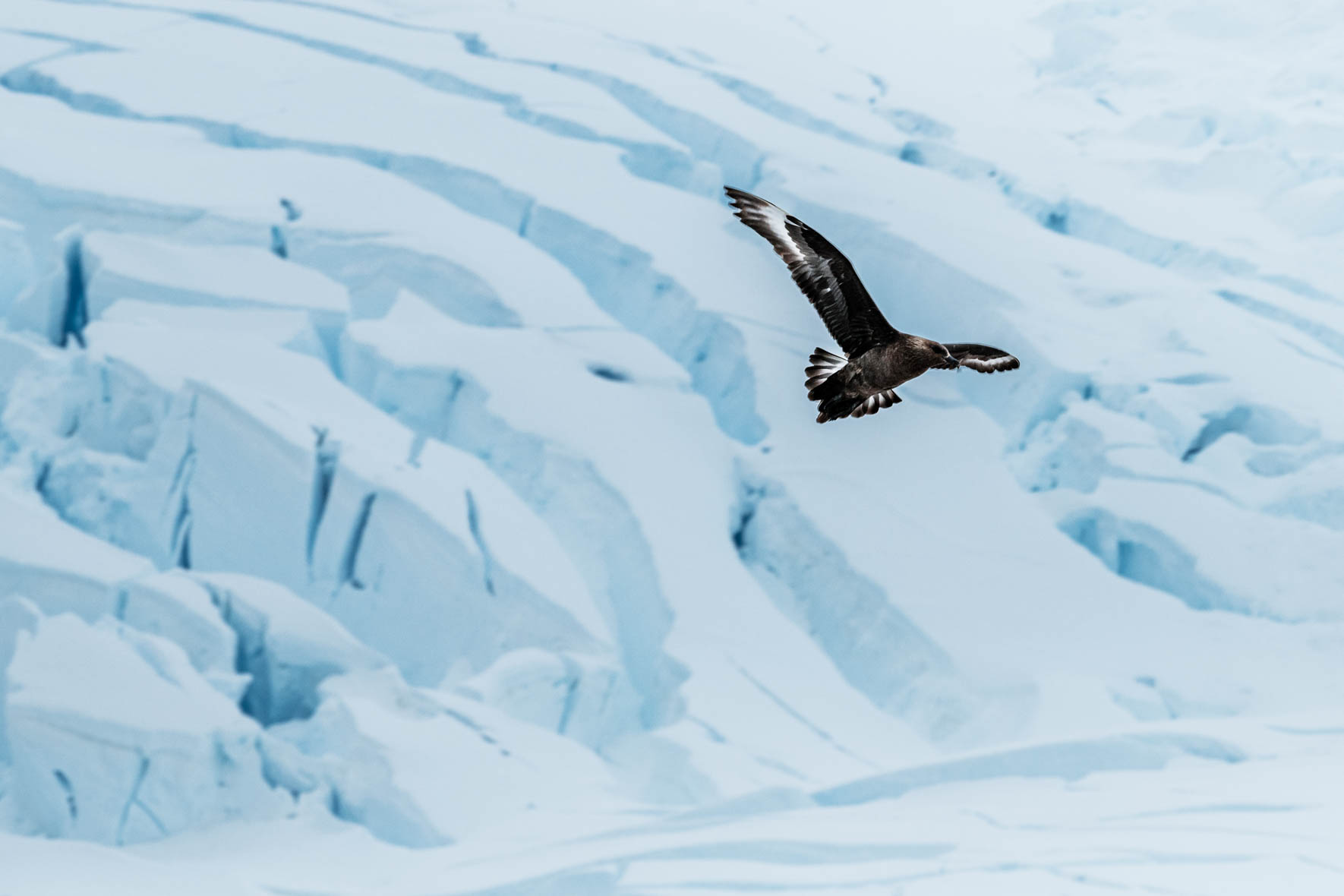 Skua over glacial landscape of Antarctica