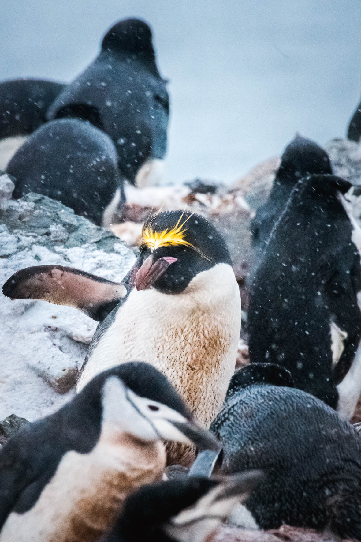 Macaroni penguin and Chinstrap penguins in Antarctica