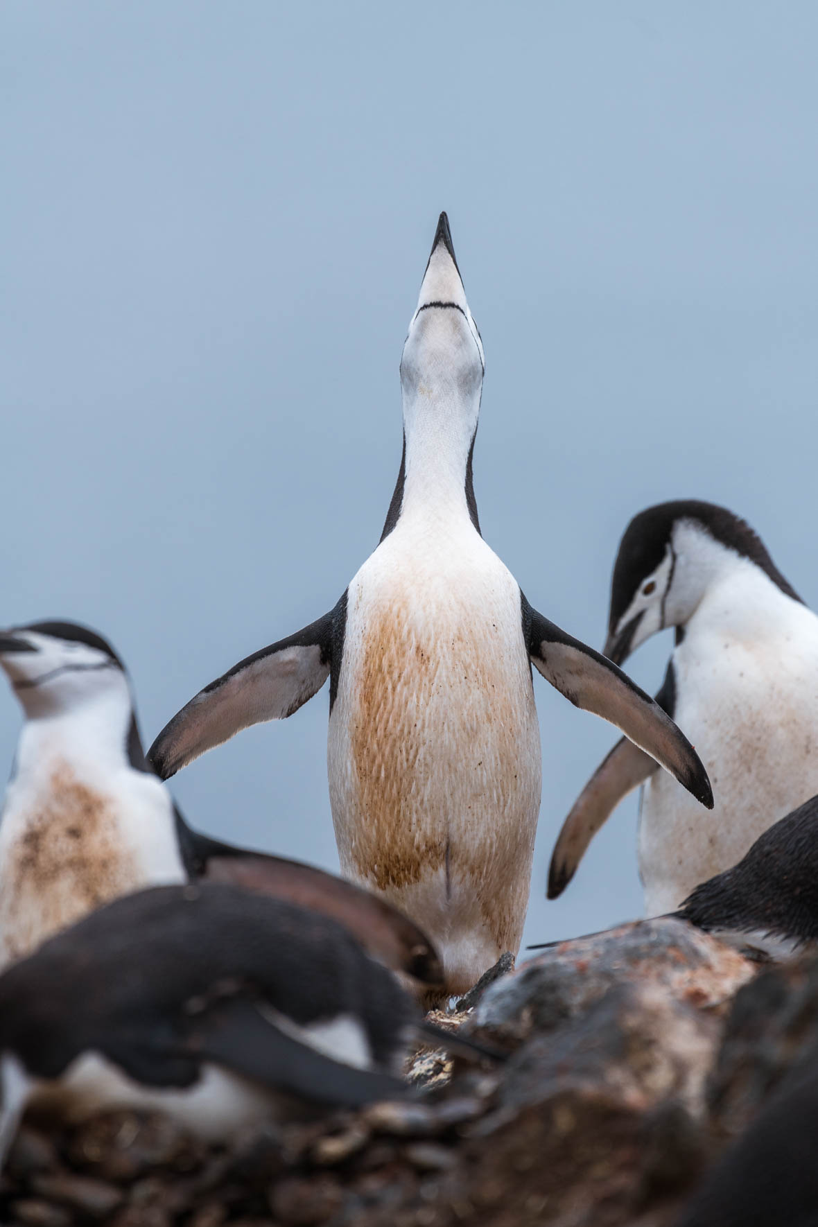 Group of Chinstrap penguins in Antarctica