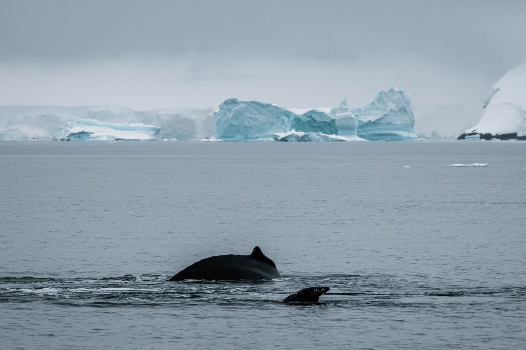 Humpback whales and icebergs in Antarctica