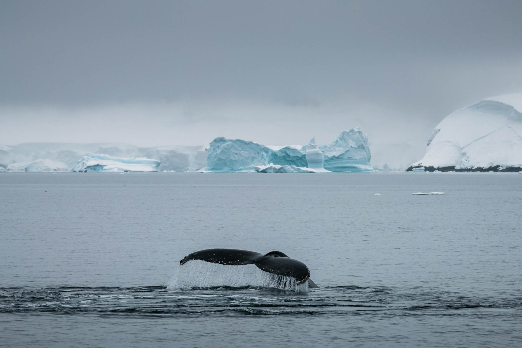 Fin of Humpback whale in Antarctic waters