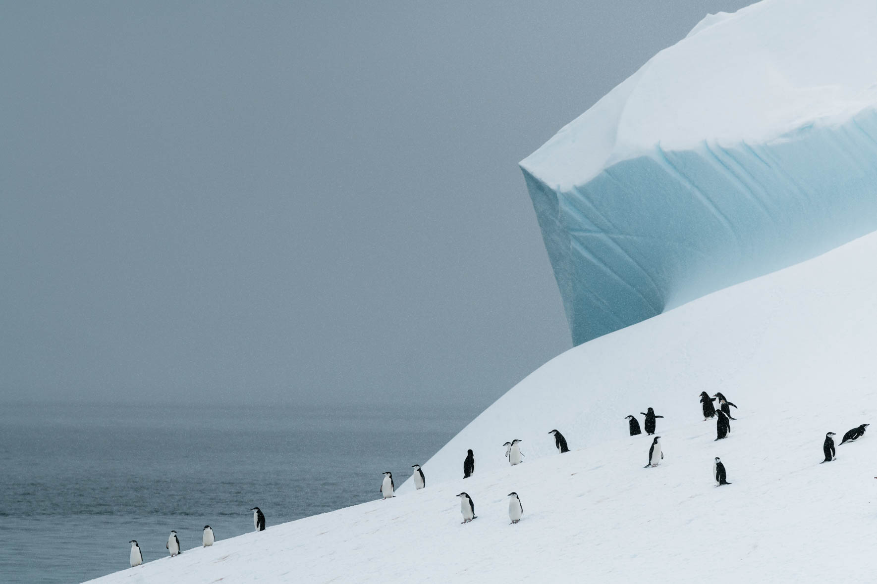 Chinstrap penguins on large iceberg in the Gerlache Strait of Antarctica
