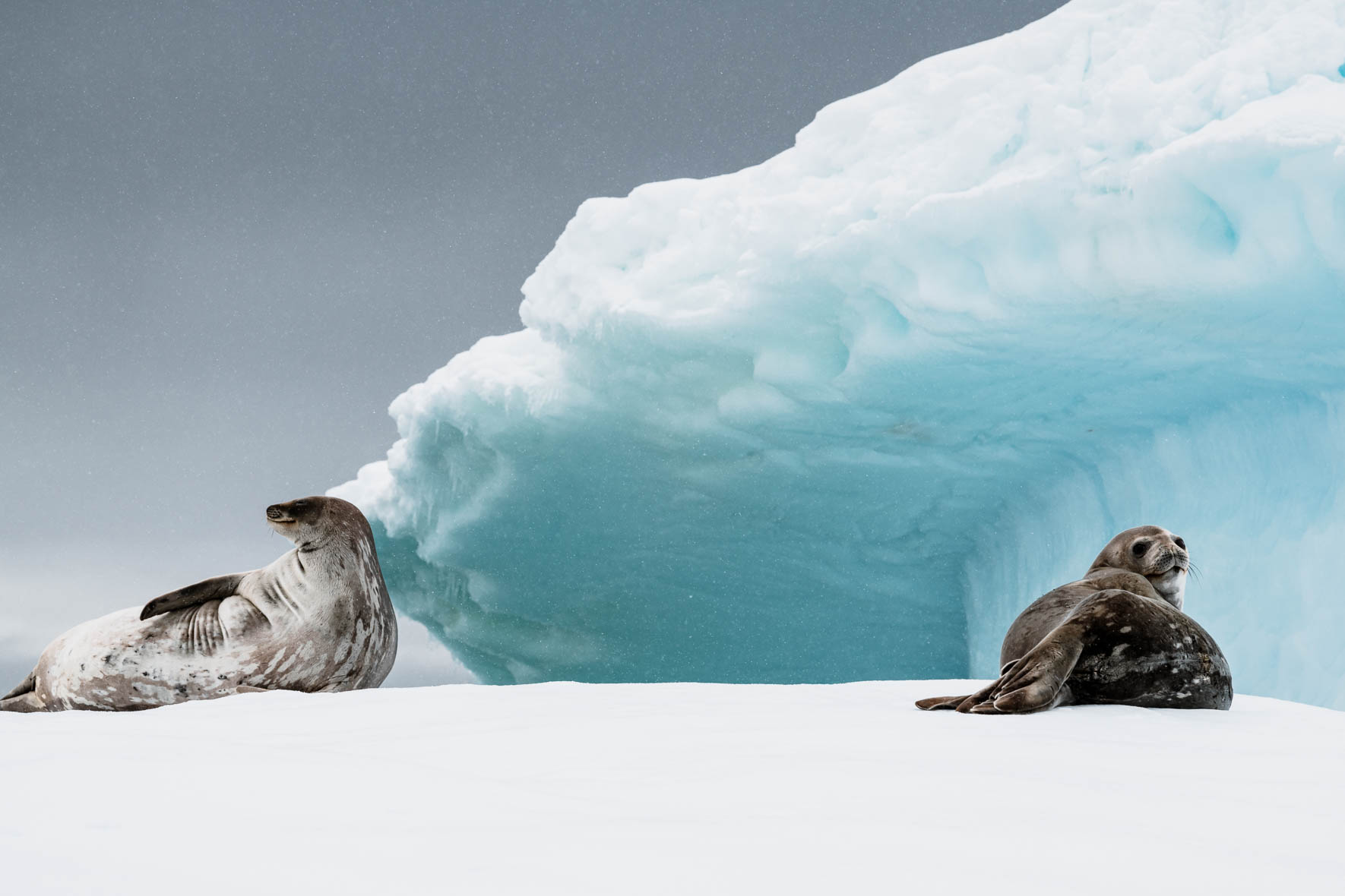 Weddel seals on large iceberg in the Gerlache Strait of Antarctica