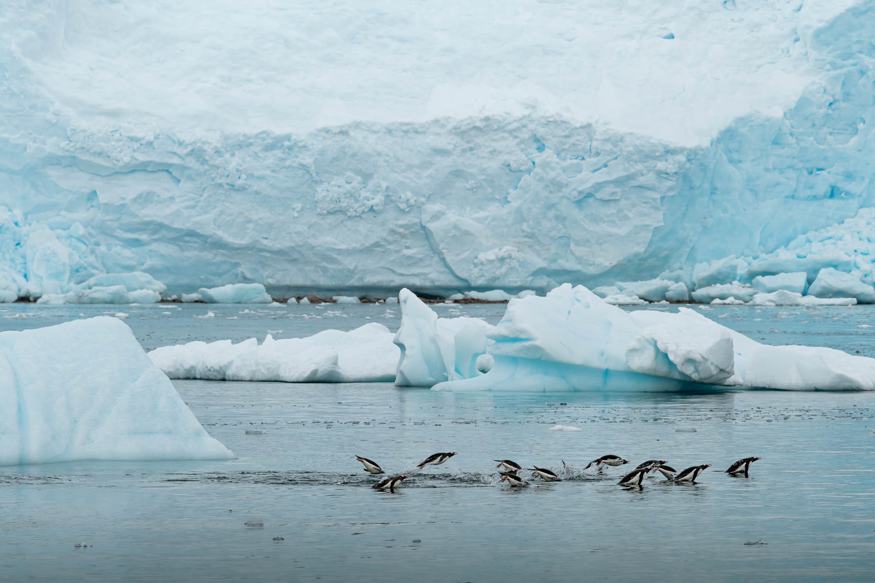 Group of swimming penguins in Antarctica
