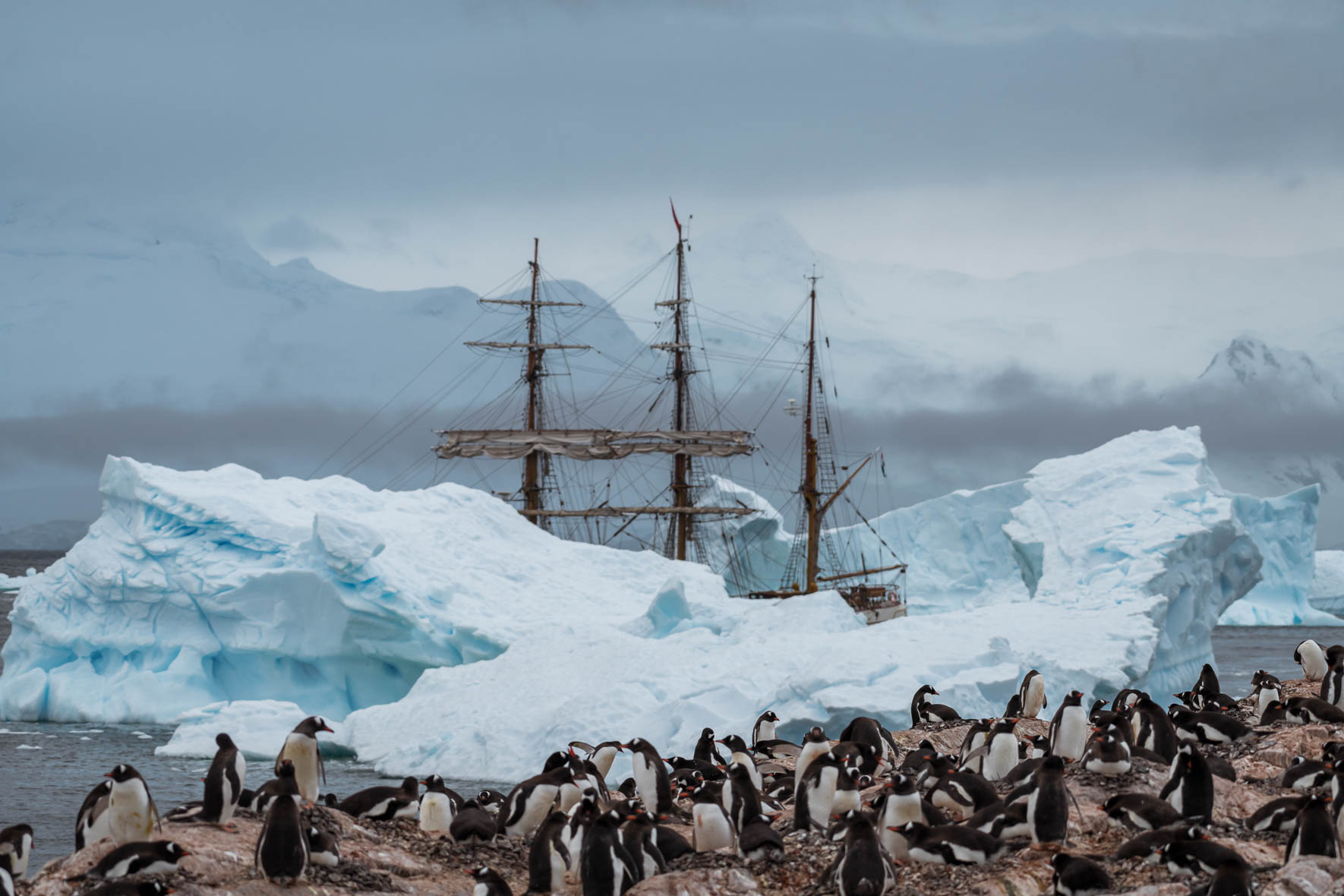 Chinstrap penguin colony and Sailing Ship Bark Europa in Antarctica