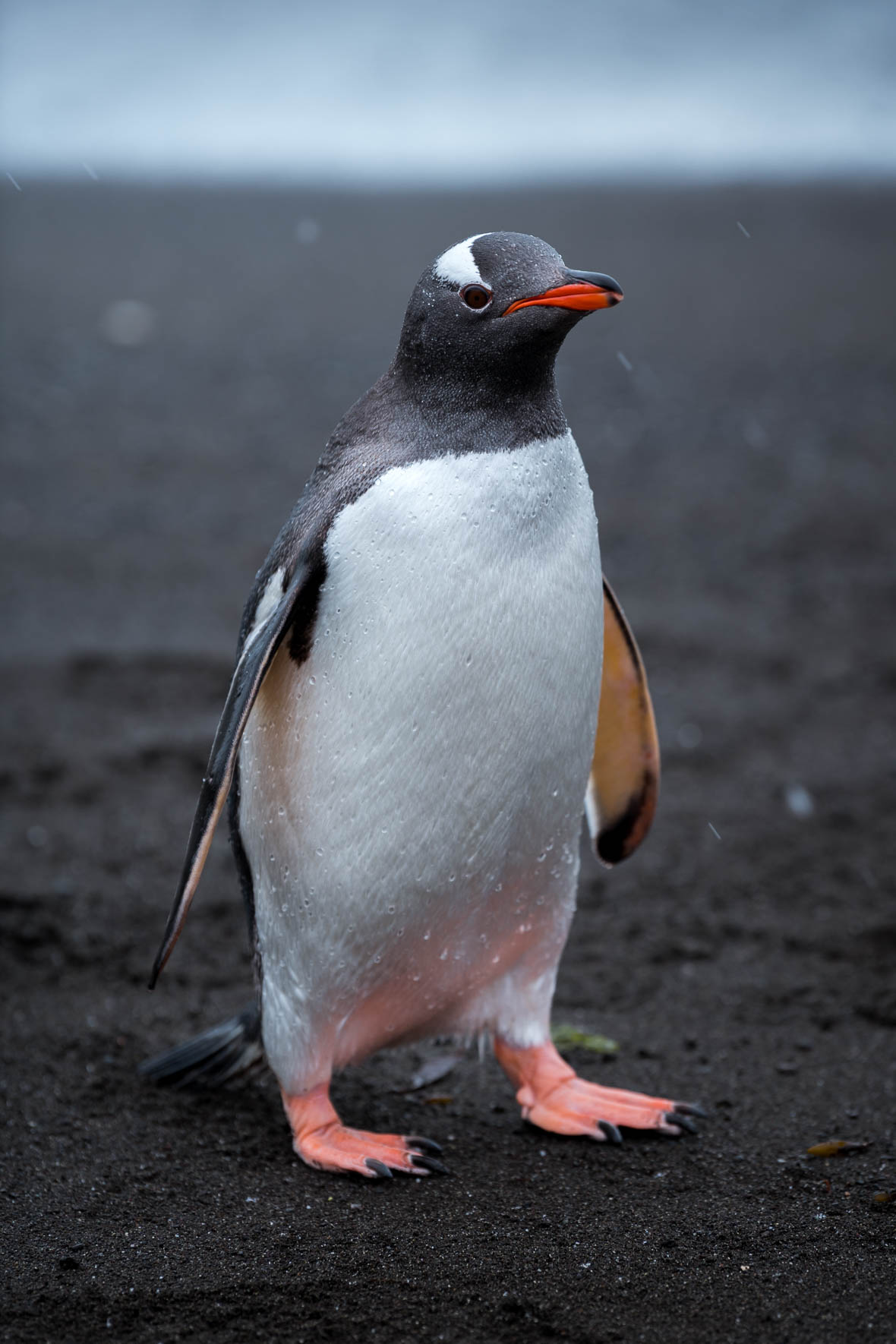 Chinstrap penguin on black sand beach of the South Shetland Islands
