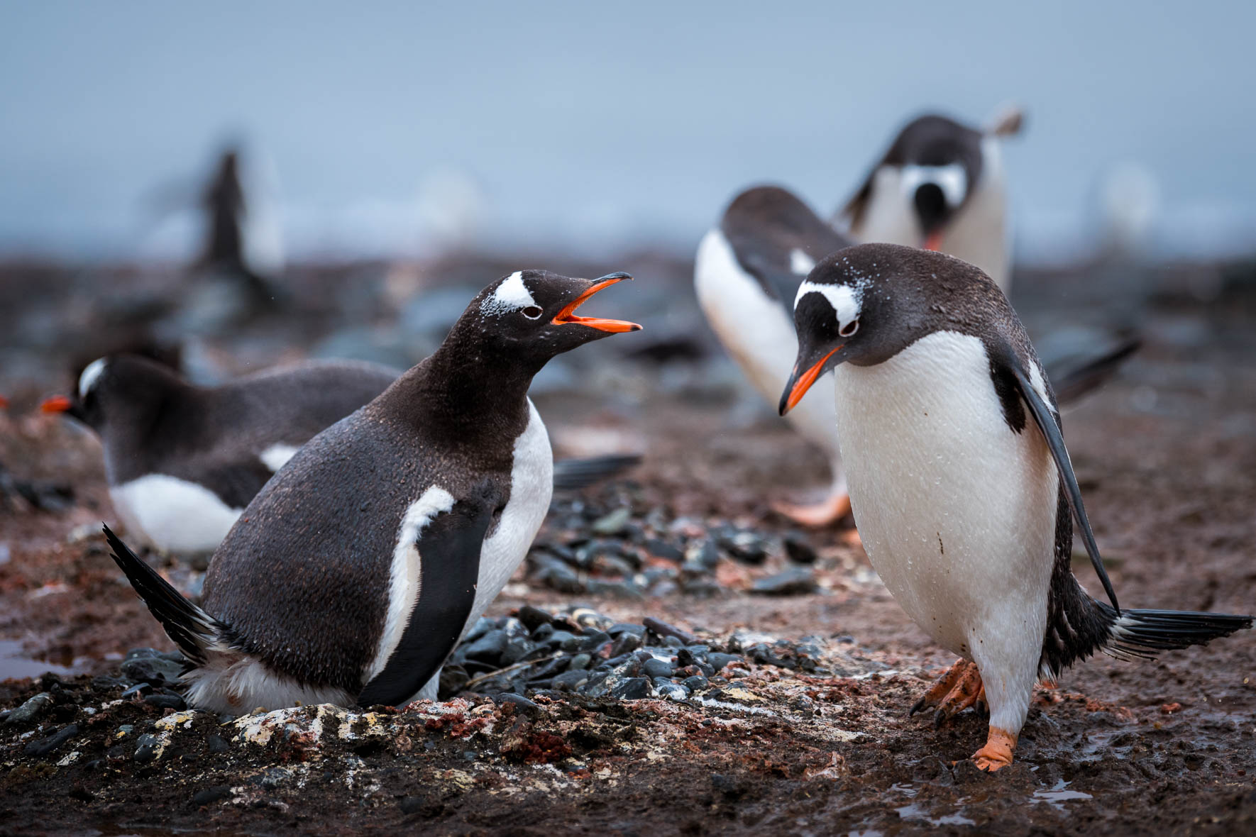 Chinstrap penguin colony on the South Shetland Islands