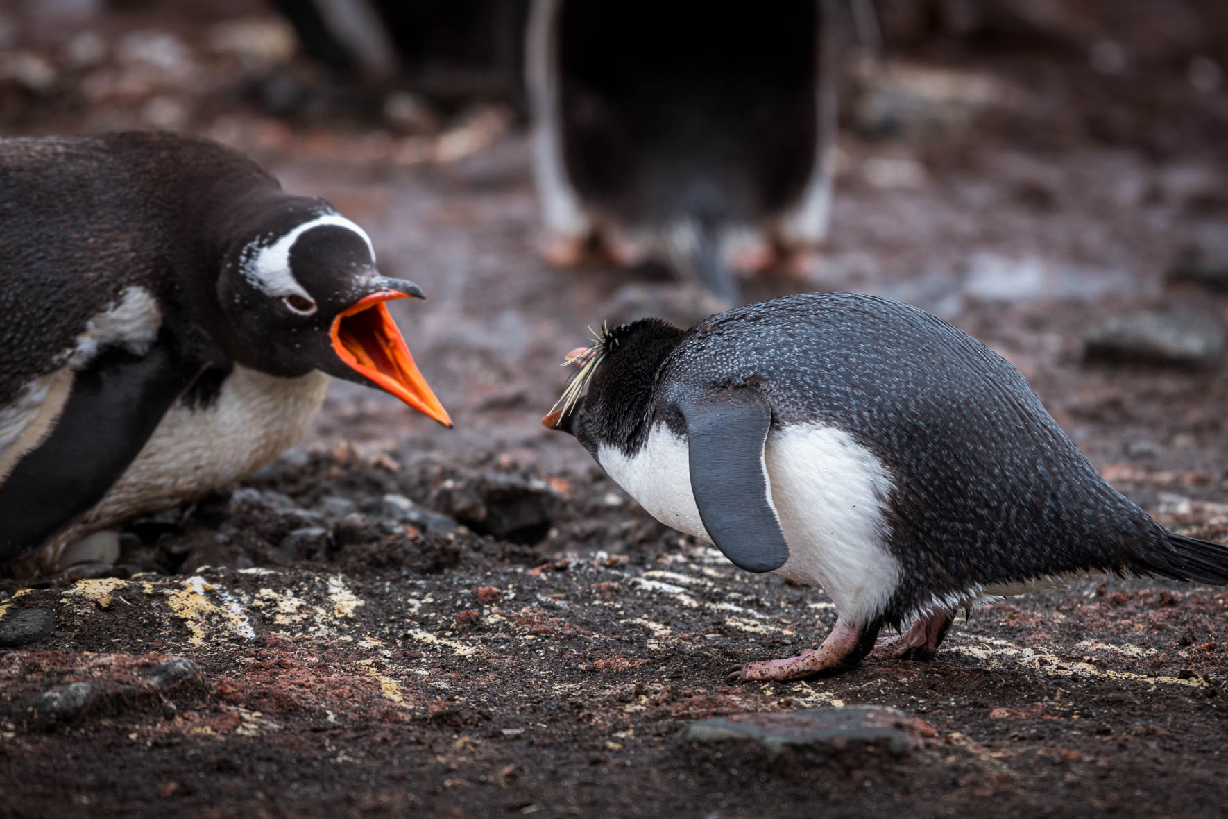 Macaroni penguin and Chinstrap penguins in Antarctica