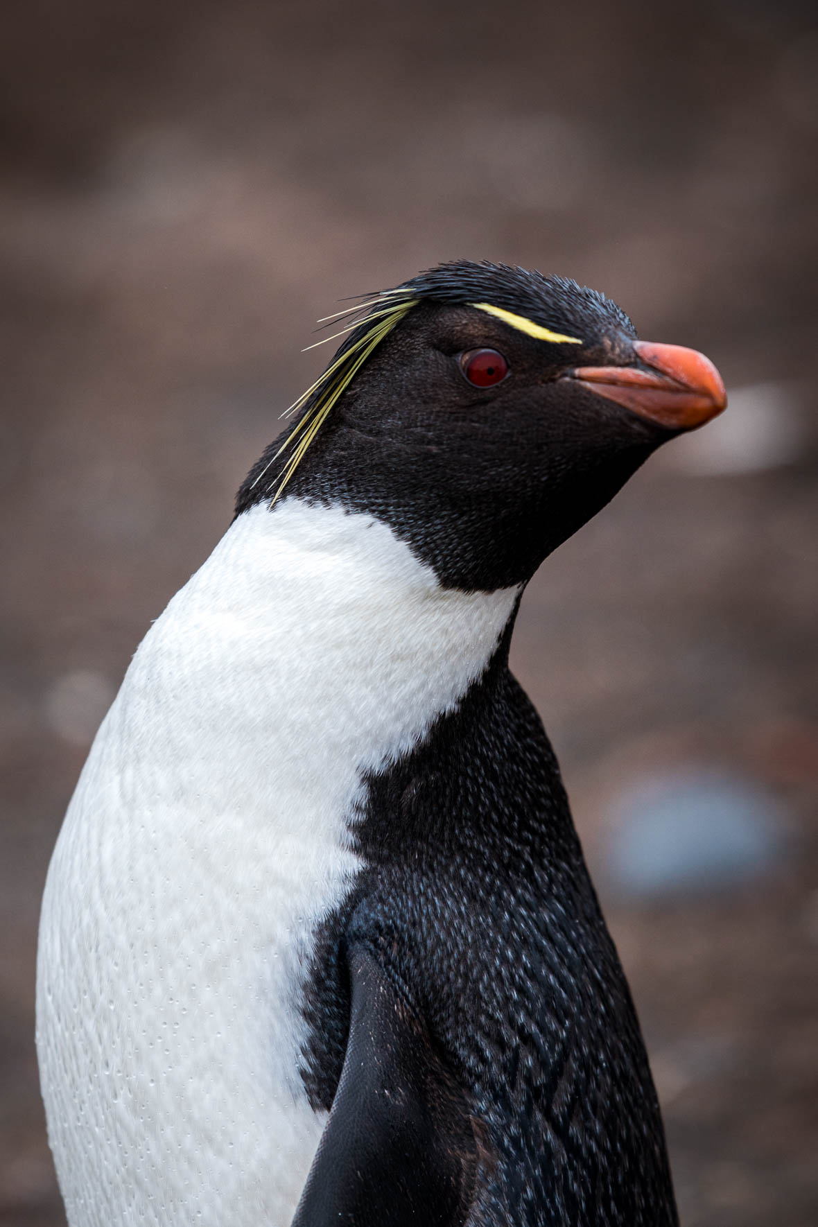 Macaroni Penguin