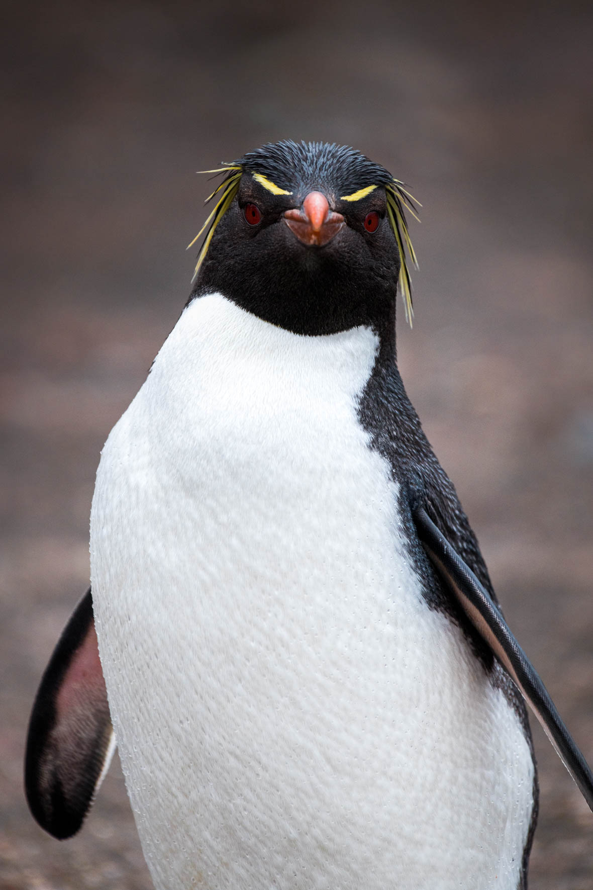 Macaroni penguin in Antarctica