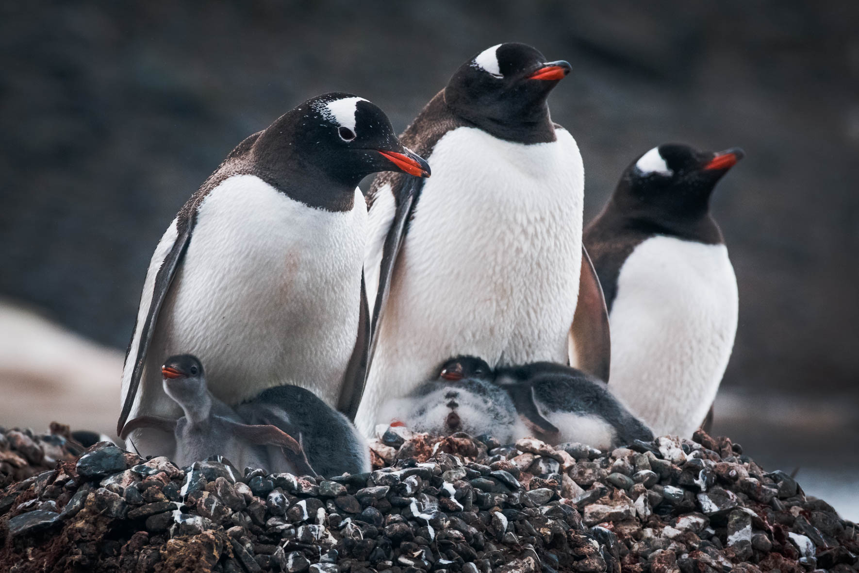 Colony of Chinstrap penguins with small penguin chicks