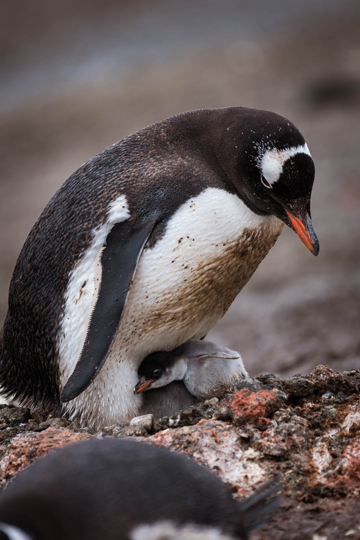Chinstrap penguin with chicks in Antarctica