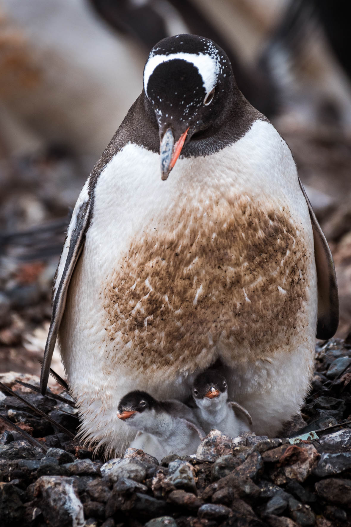 Chinstrap penguin with two chicks in Antarctica
