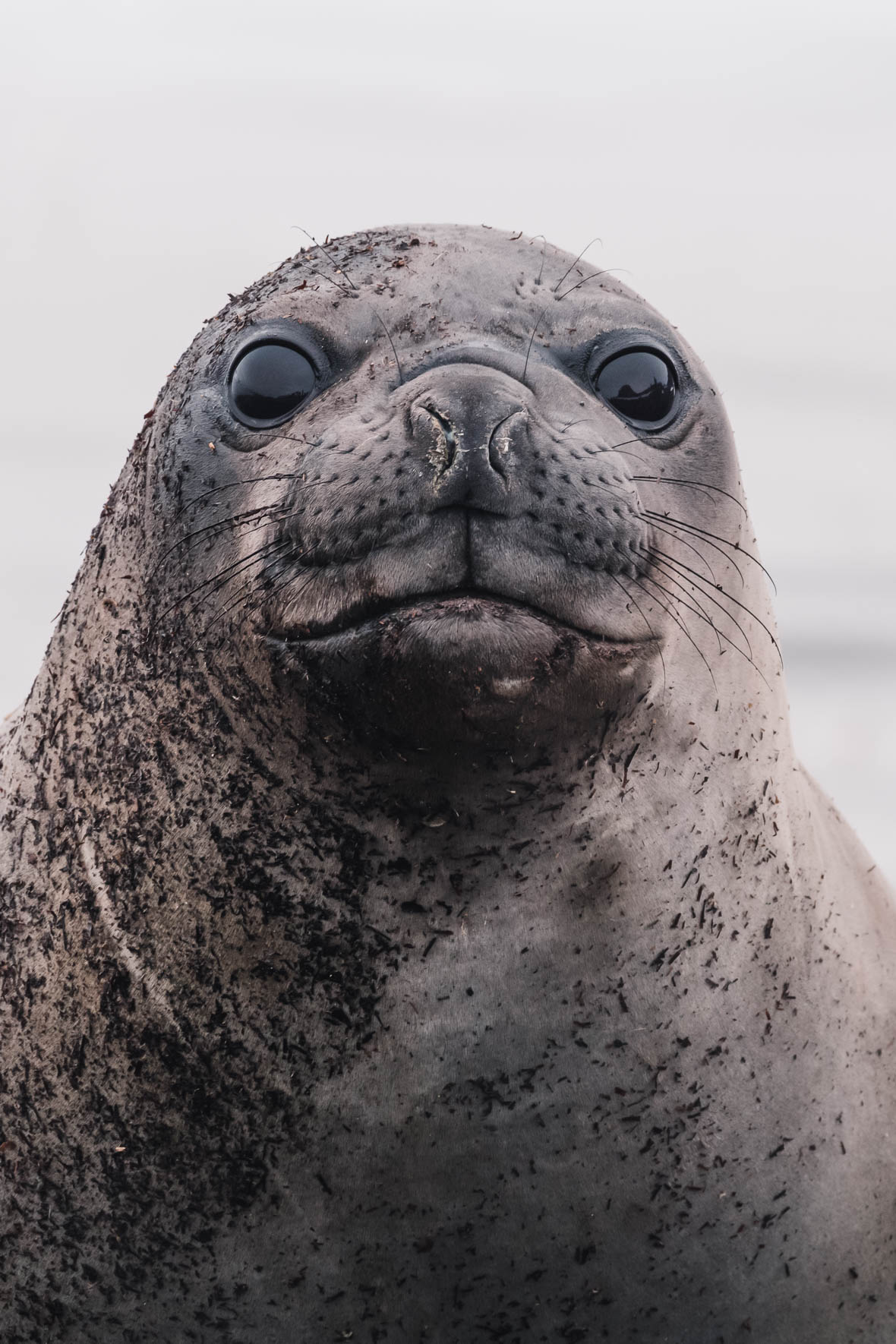 Portrait of Southern Elephant Seal in Antarctica