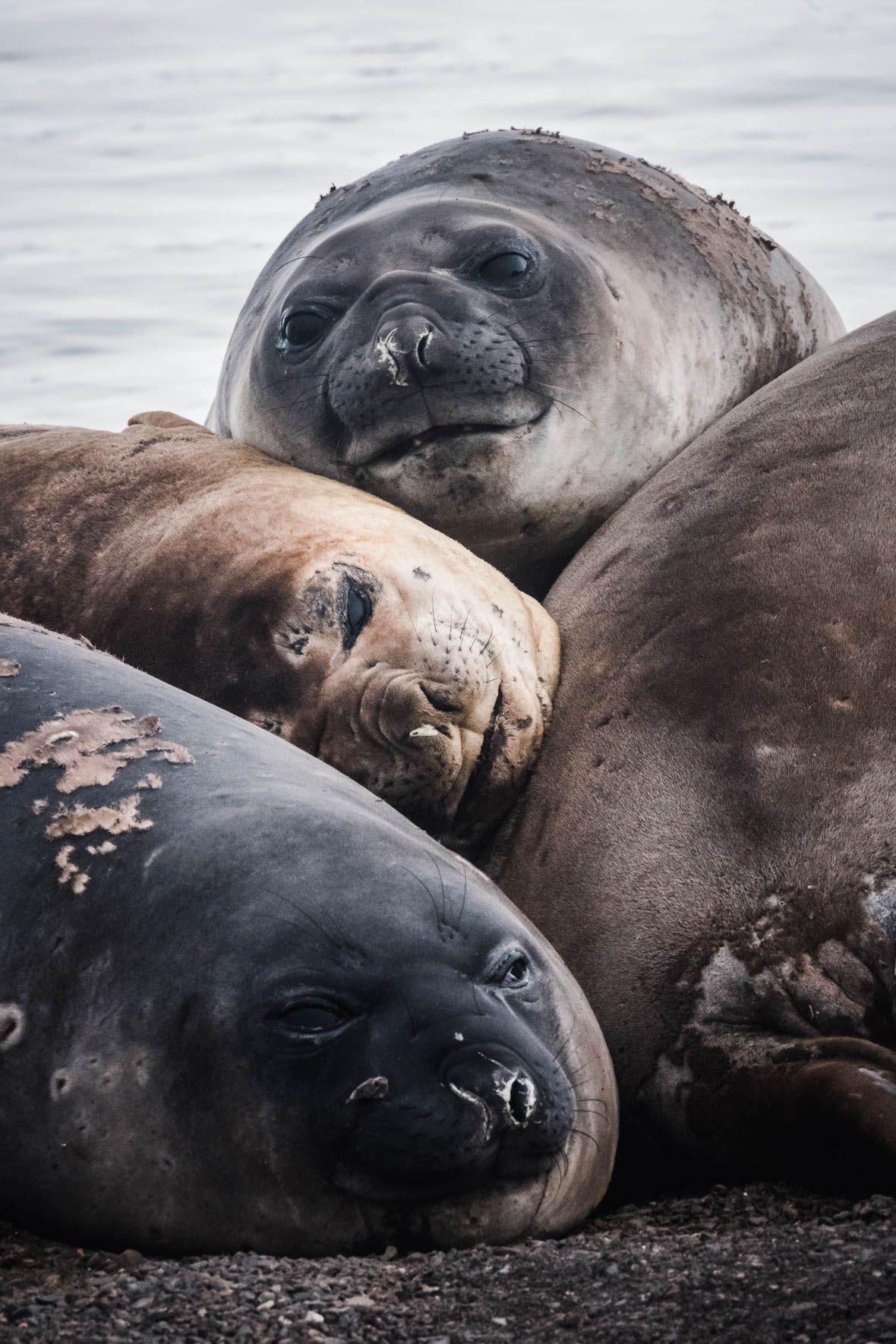Group of tired Southern Elephant Seals in Antarctica