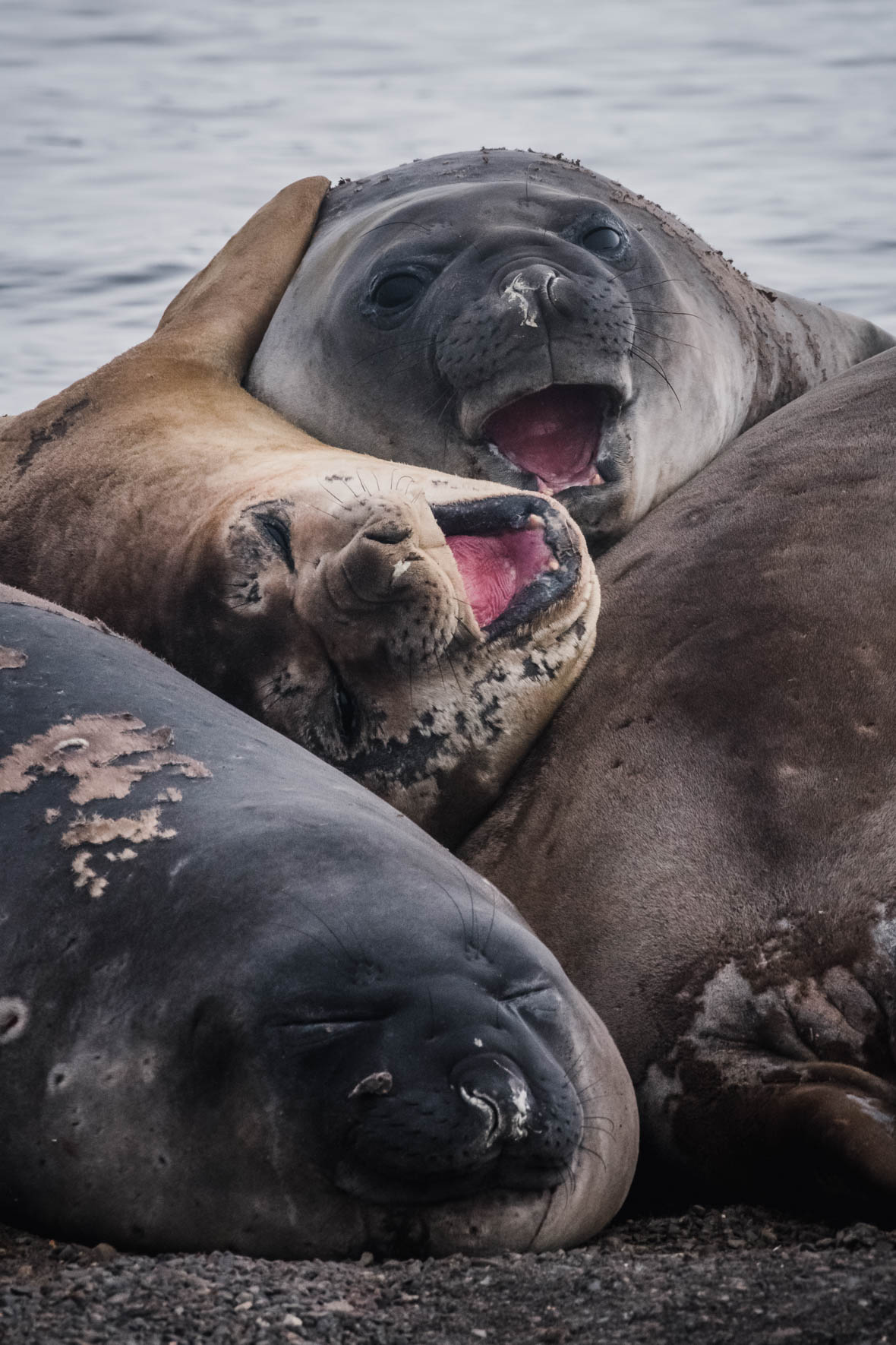 Group of tired Southern Elephant Seals in Antarctica