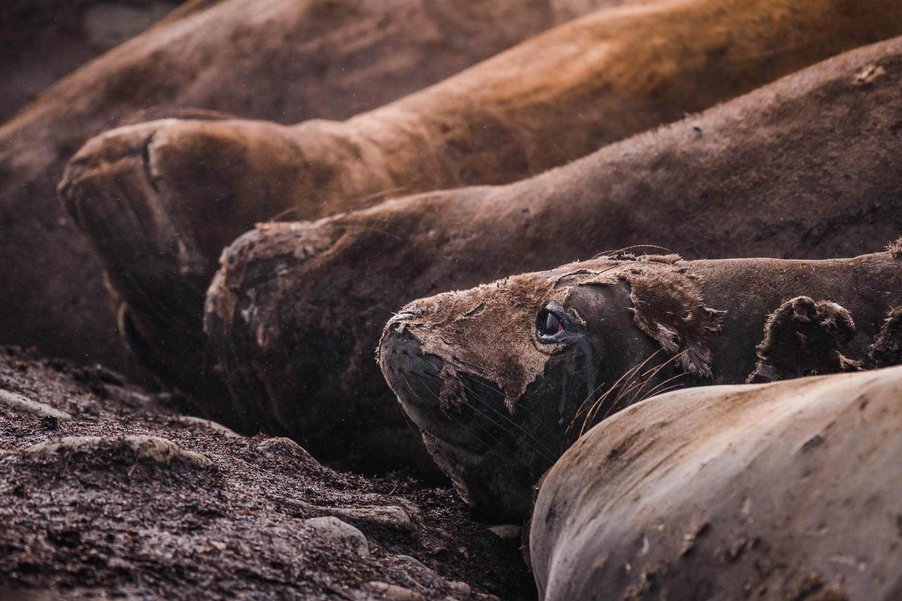 Southern Elephant Seals of Antarctica