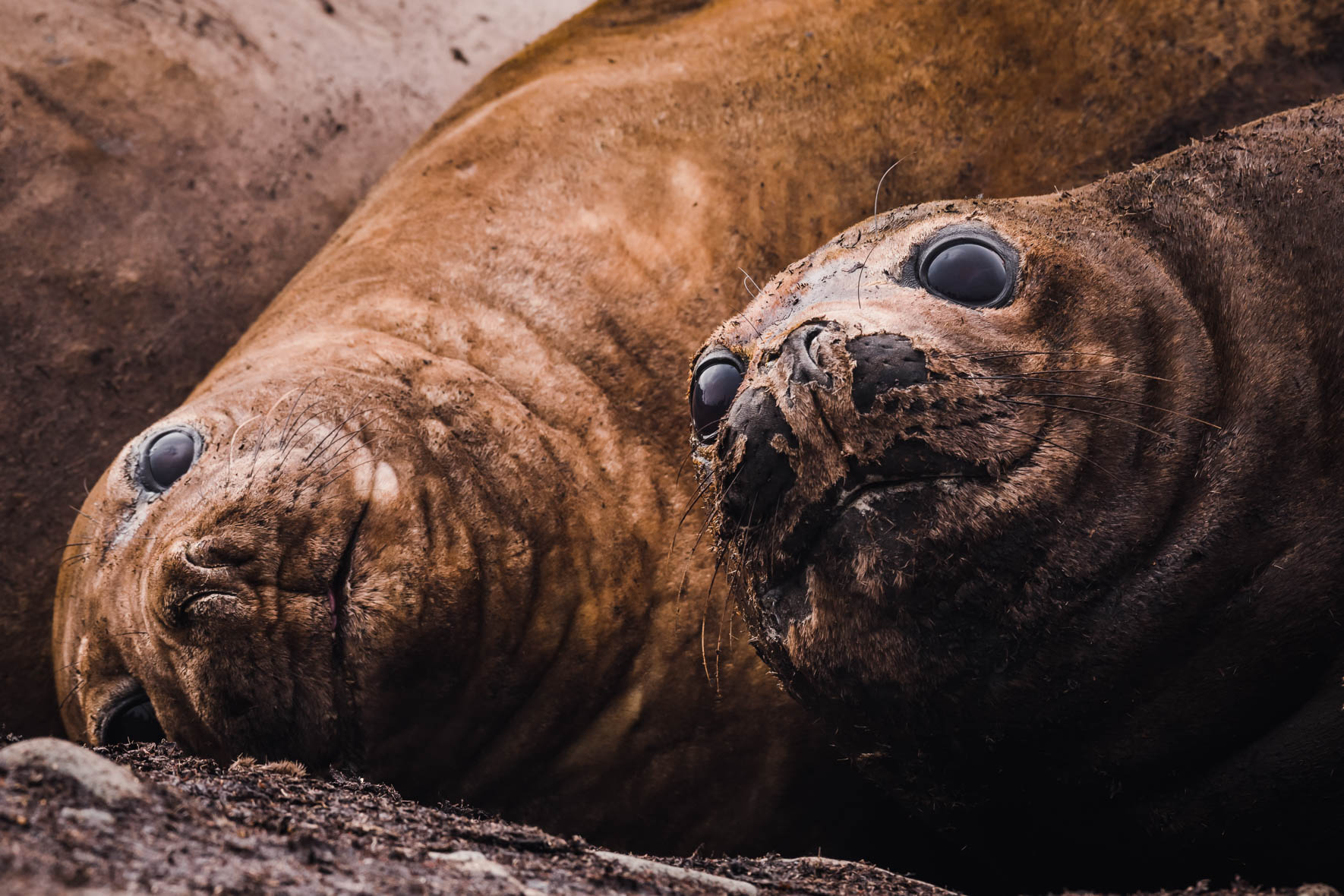 Curious Southern Elephant Seals in Antarctica
