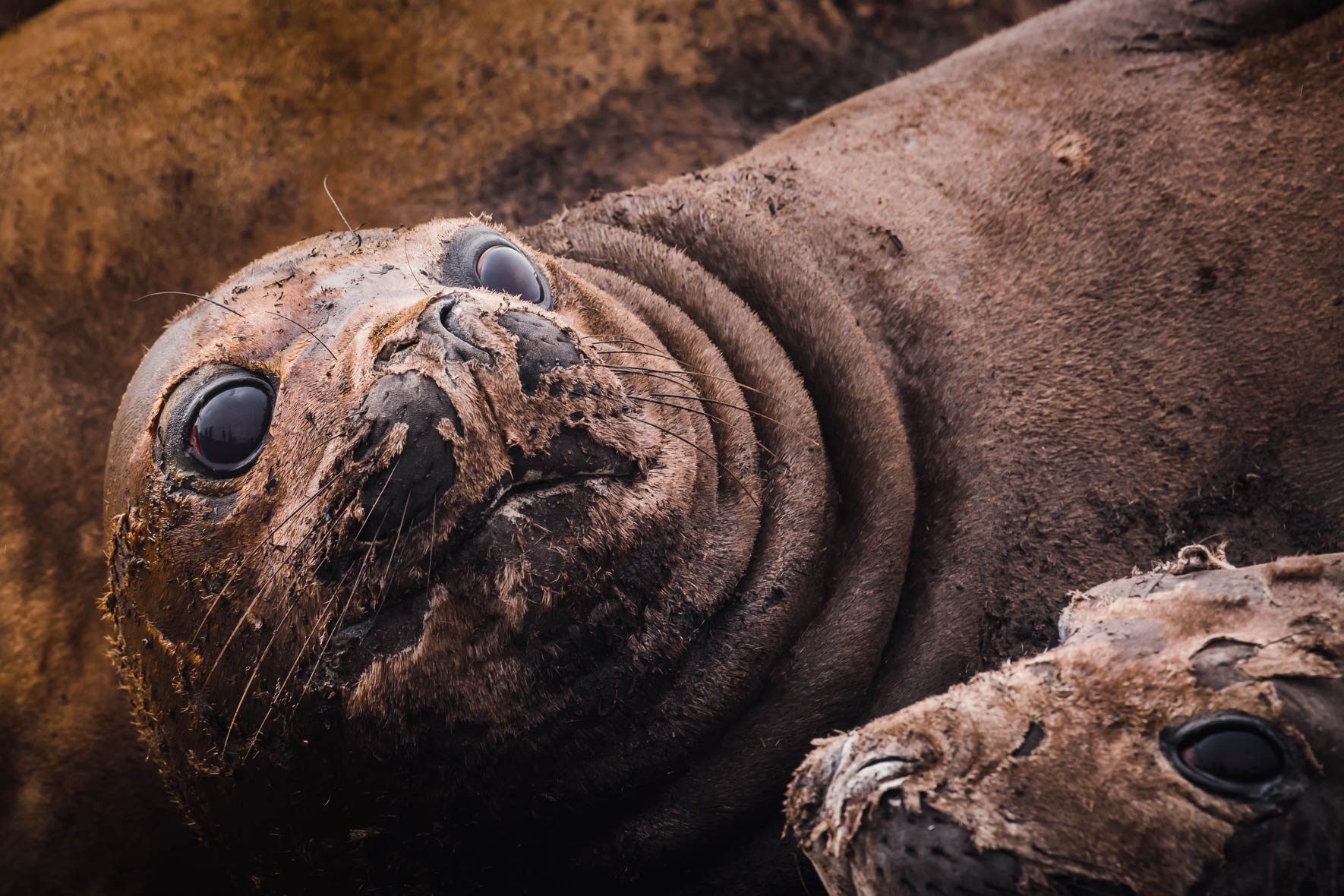 Southern Elephant Seals in Antarctica
