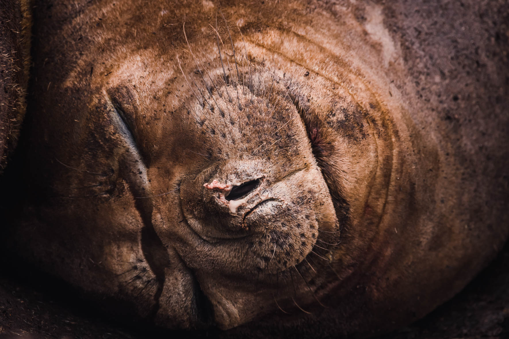 Sleeping Southern Elephant Seals in Antarctica