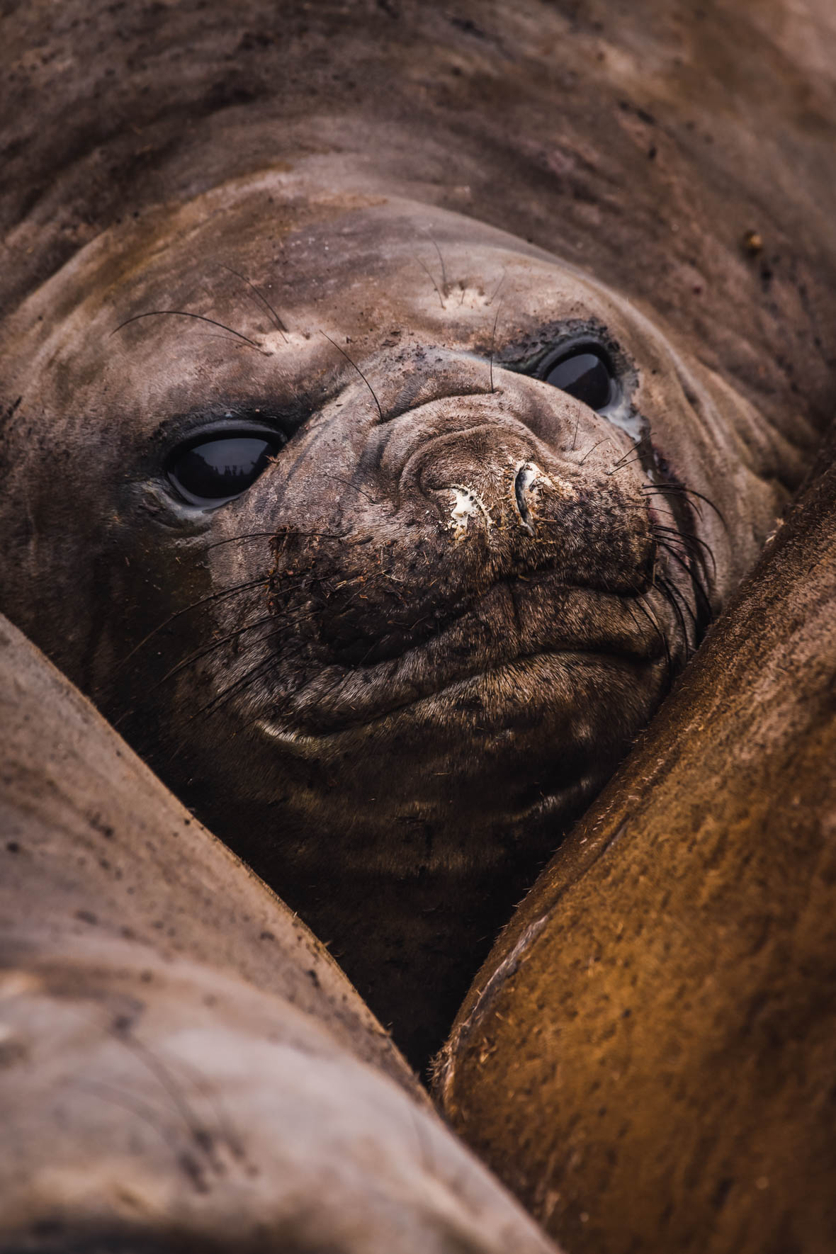 Southern Elephant Seals in Antarctica