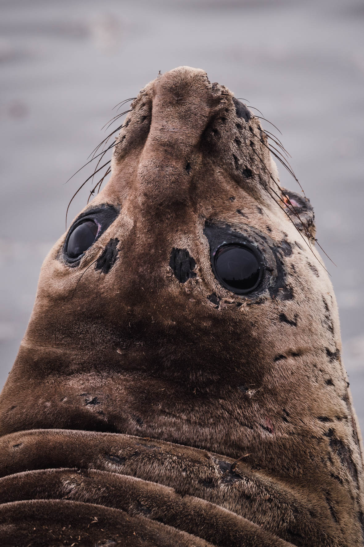 Southern Elephant Seal